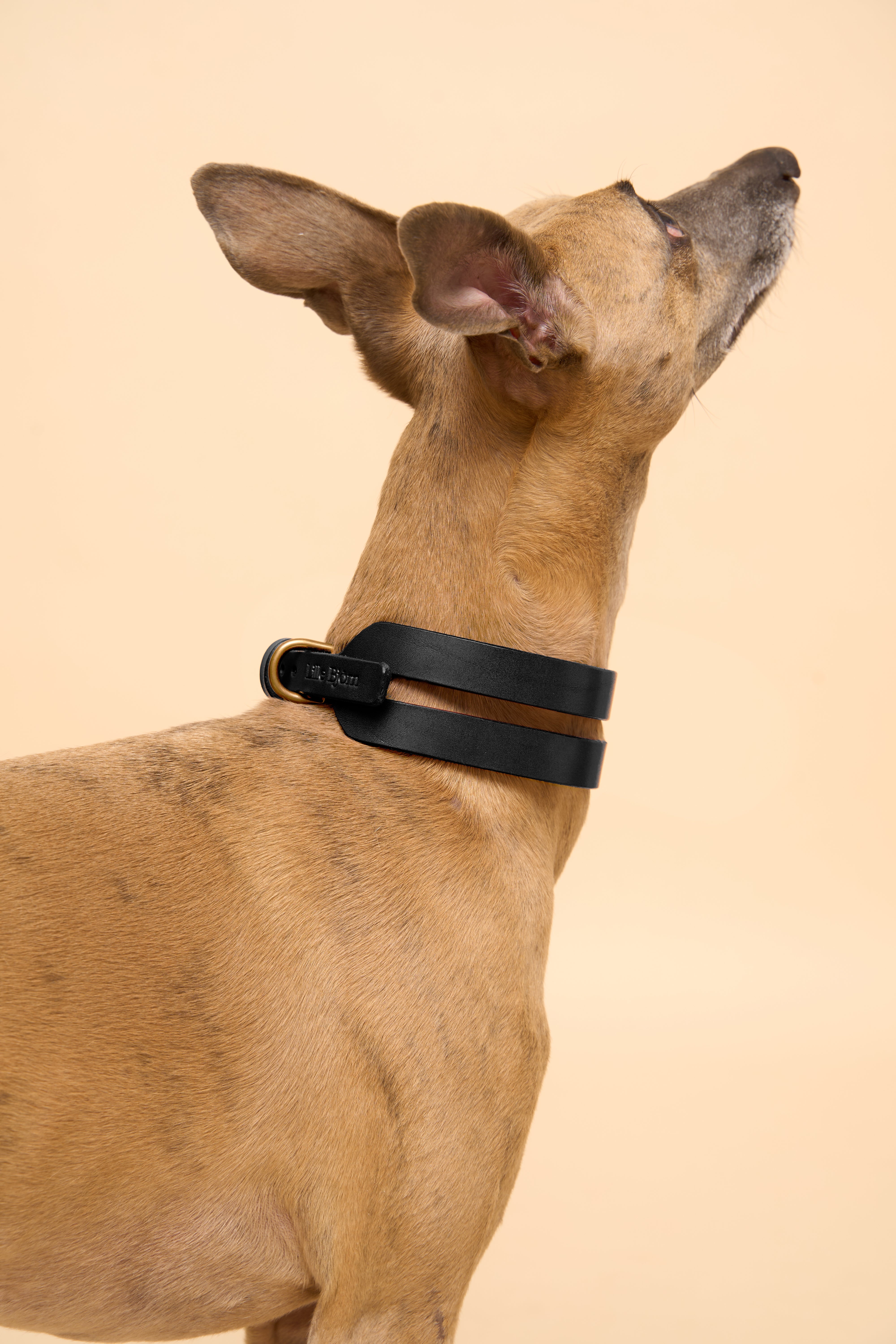 Left side view of Aeris Wide Black Dog Collar on dog, highlighting premium Italian leather, designed for all breeds with secure hardware