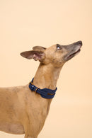 Left side view of Aeris Wide Blue Dog Collar on dog, made from strong Italian leather, ideal for long necks