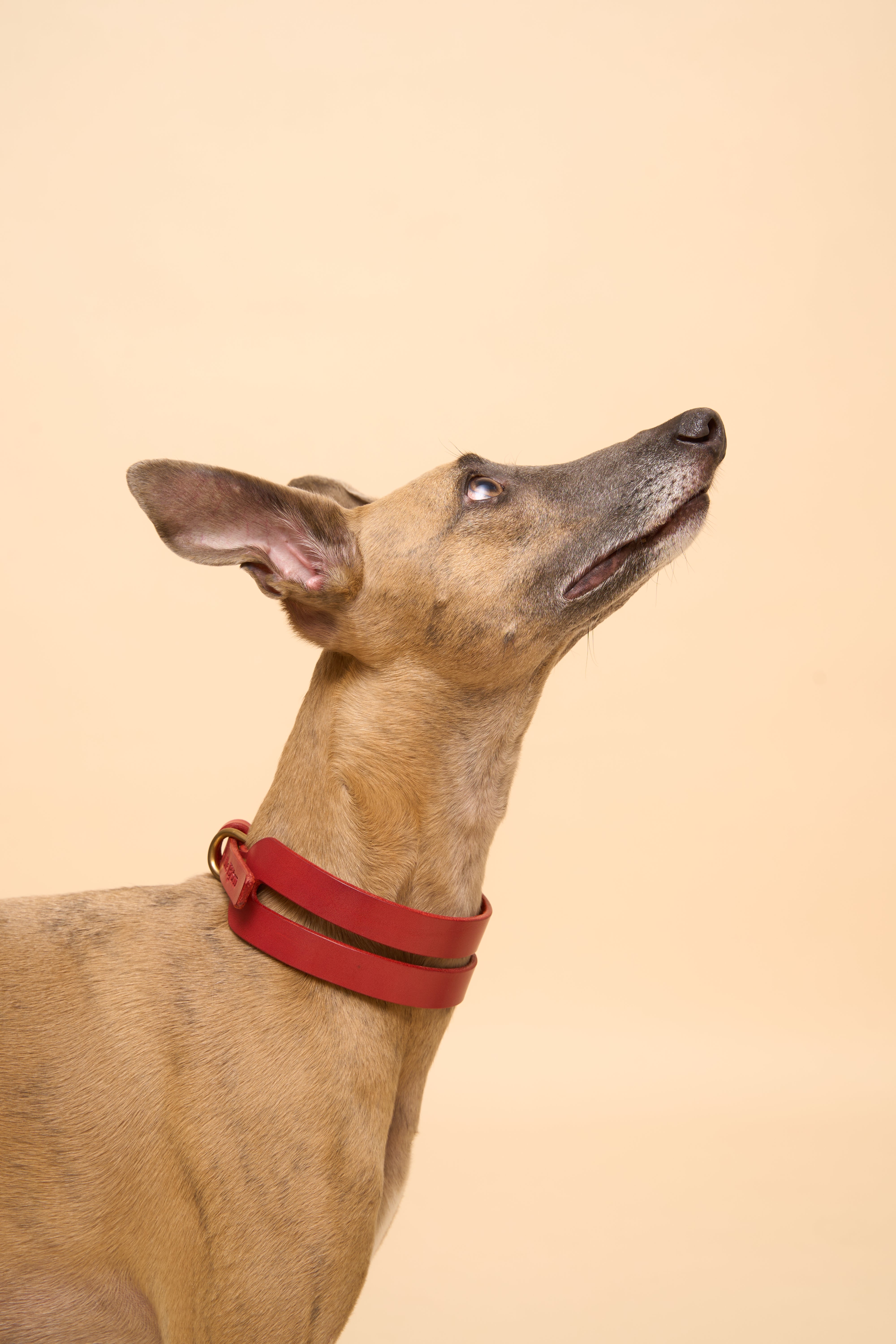 Left side view of Aeris Wide Red Dog Collar on dog, made from premium Italian leather for long necks