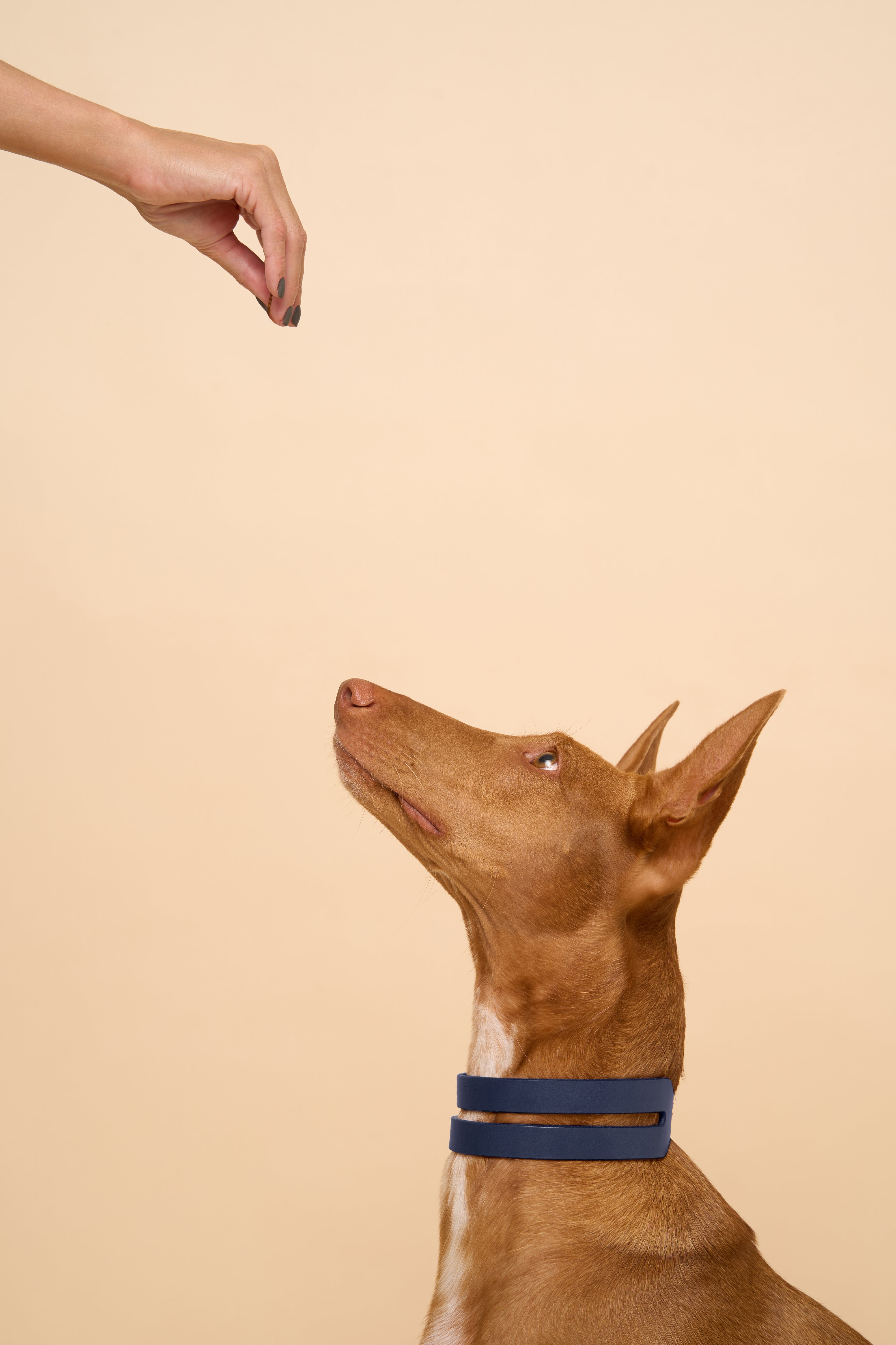 Right side view of Aeris Wide Blue Dog Collar on dog, showcasing durable Italian leather, designed for long necks