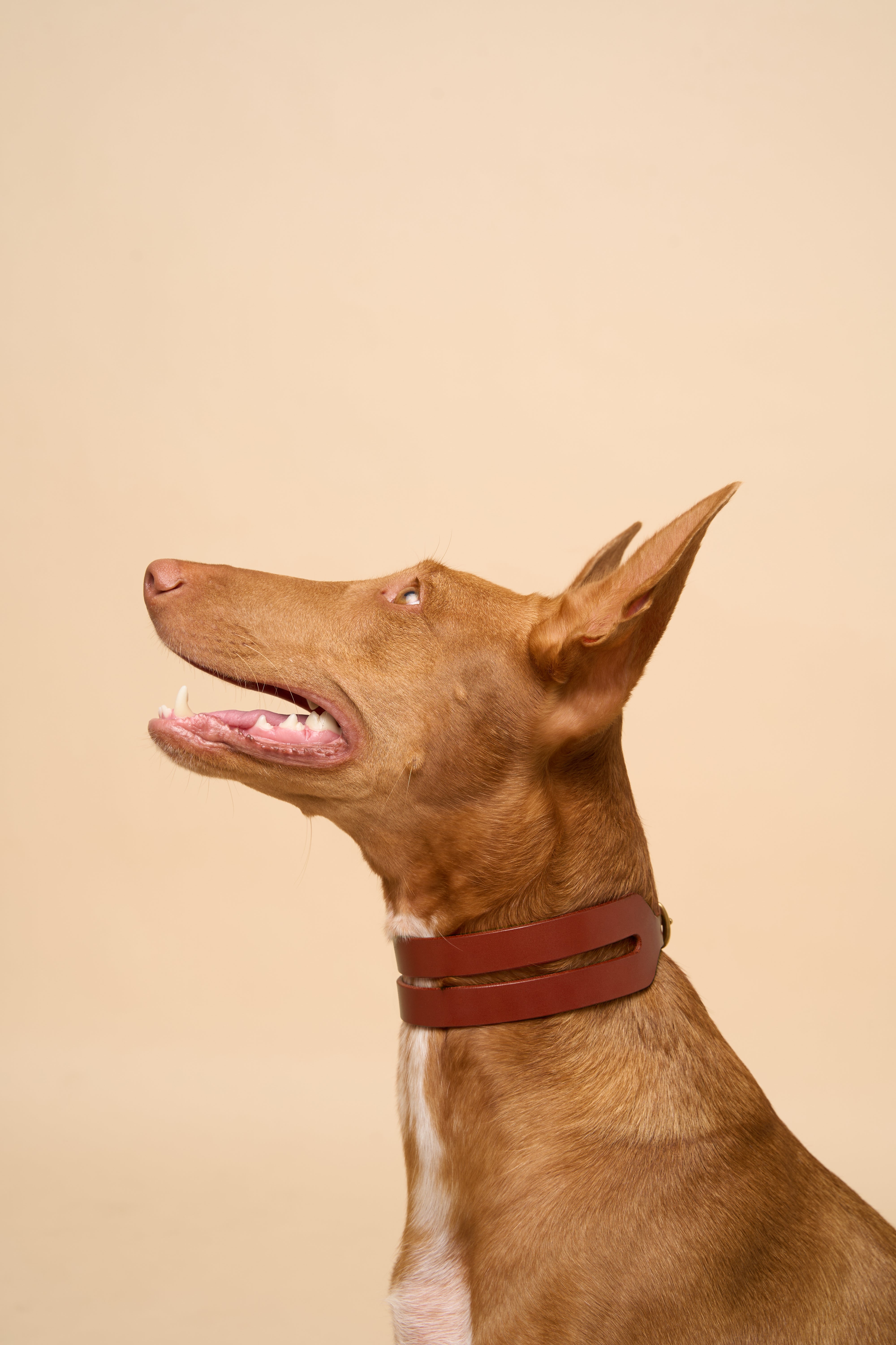 Right side view of Aeris Wide Cognac Dog Collar on dog, featuring strong Italian leather for big breeds, matched with a durable brass hardware