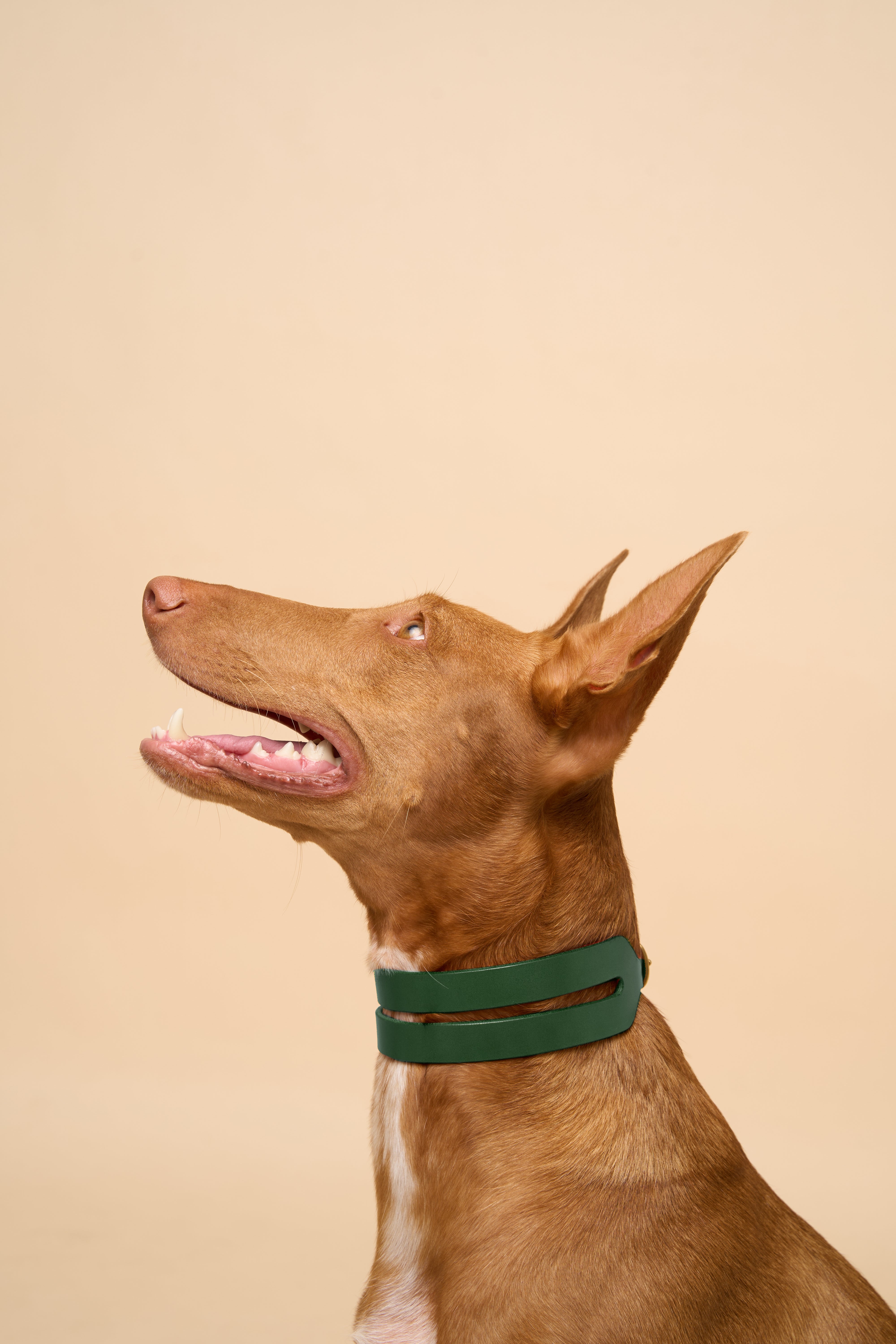 Right side view of Aeris Wide Green Dog Collar on dog, designed with high-quality Italian leather for style and strength