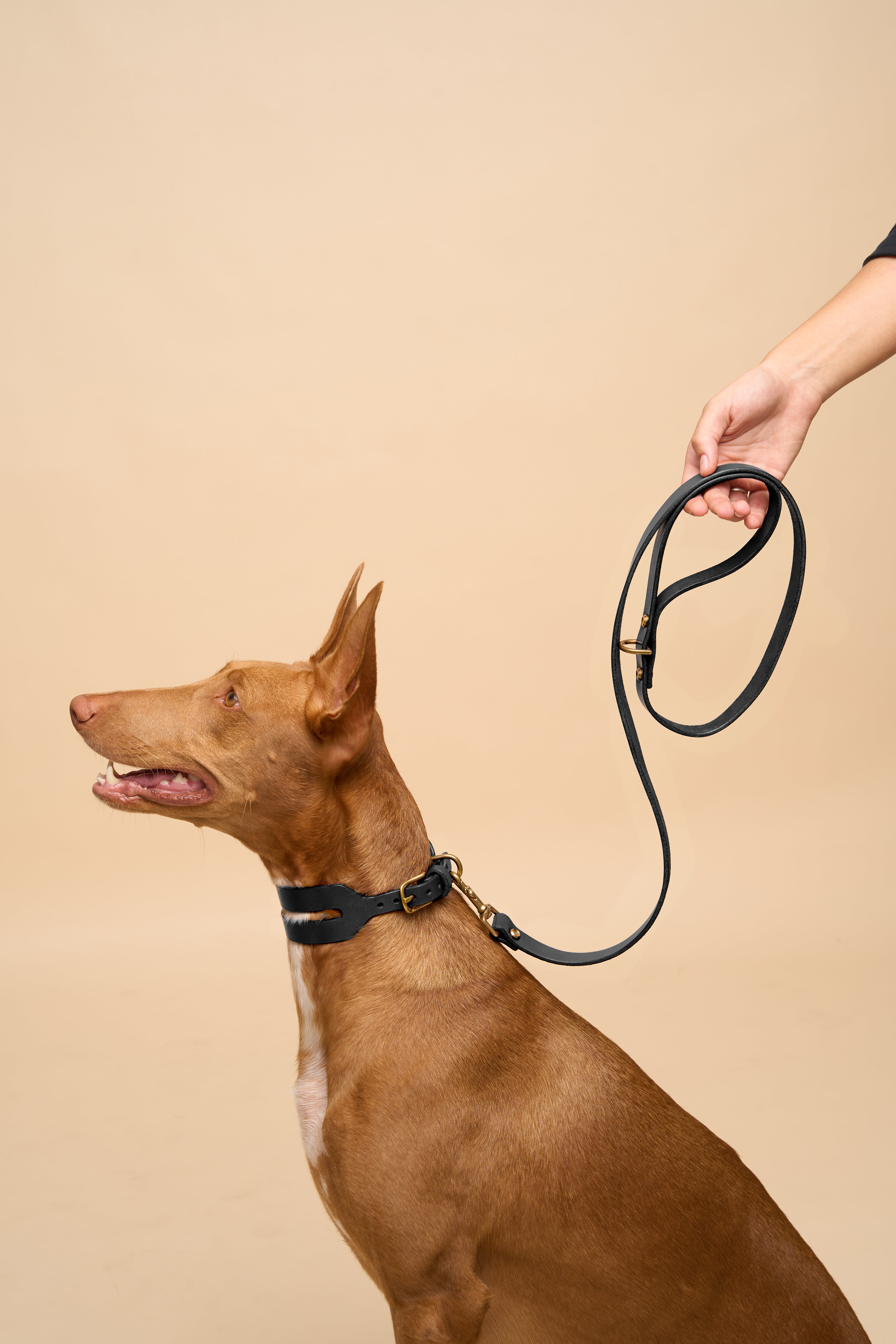 Aeris Wide Black Leather Dog Collar and Classic Black Leather Dog Leash Walk Kit, featuring premium leather, perfect for walking dogs in style.