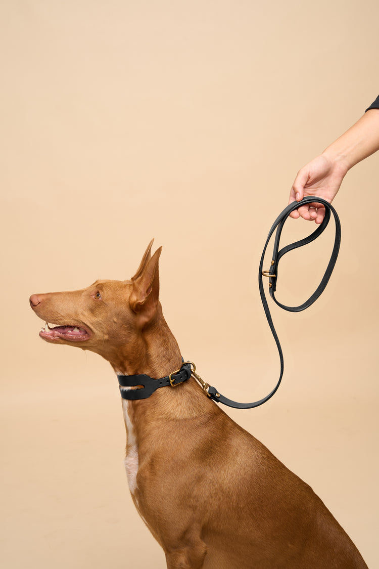 Wide Black Leather Dog Collar and Leash Set - Aeris