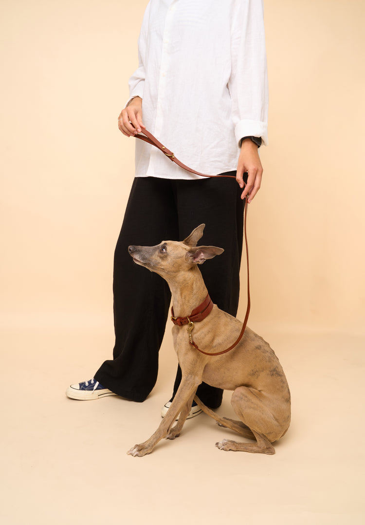 Wide Brown Leather Dog Collar and Leash Set - Aeris