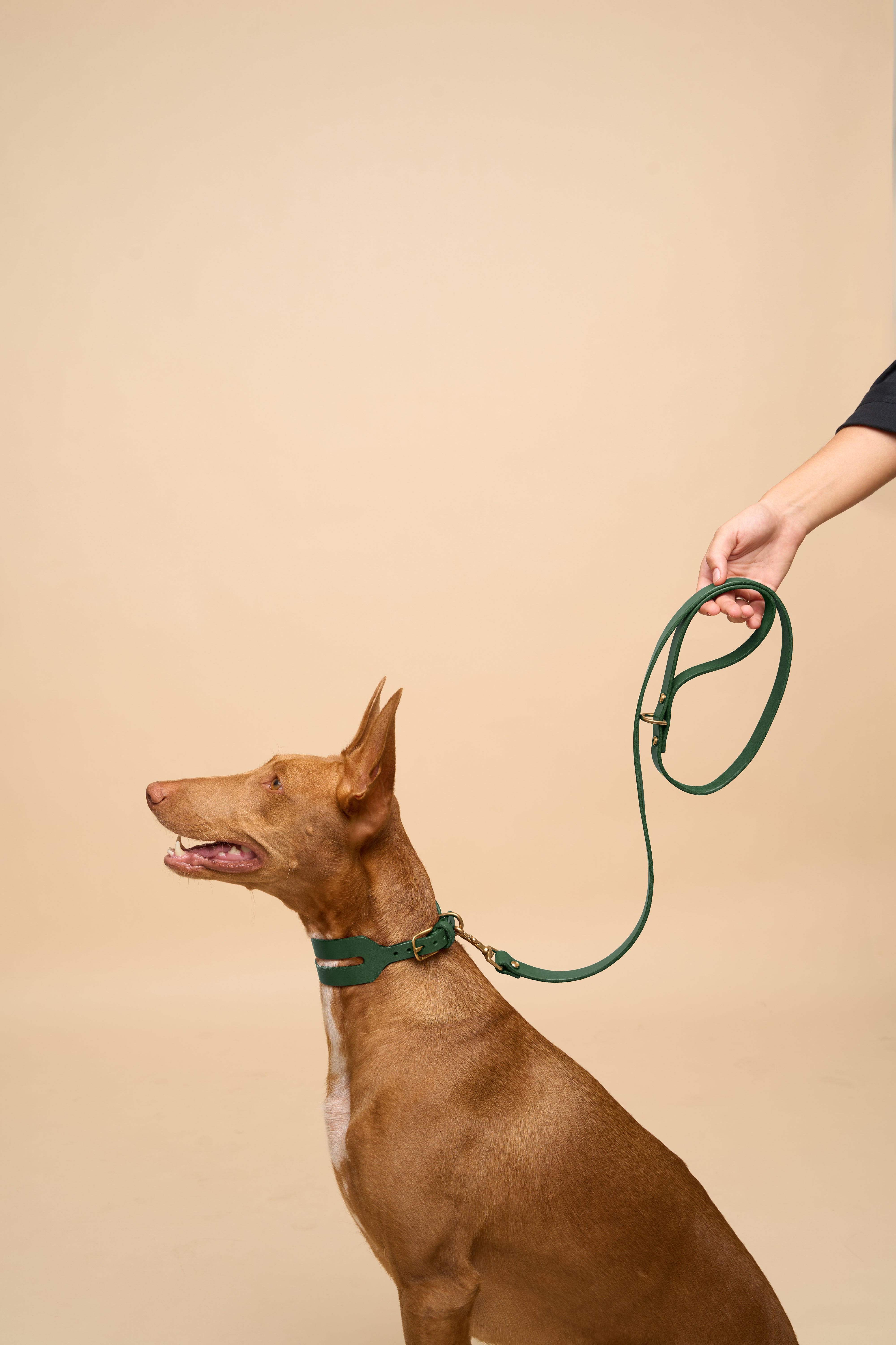 Aeris Wide Collar & Classic Leash & Vero Harness in Green