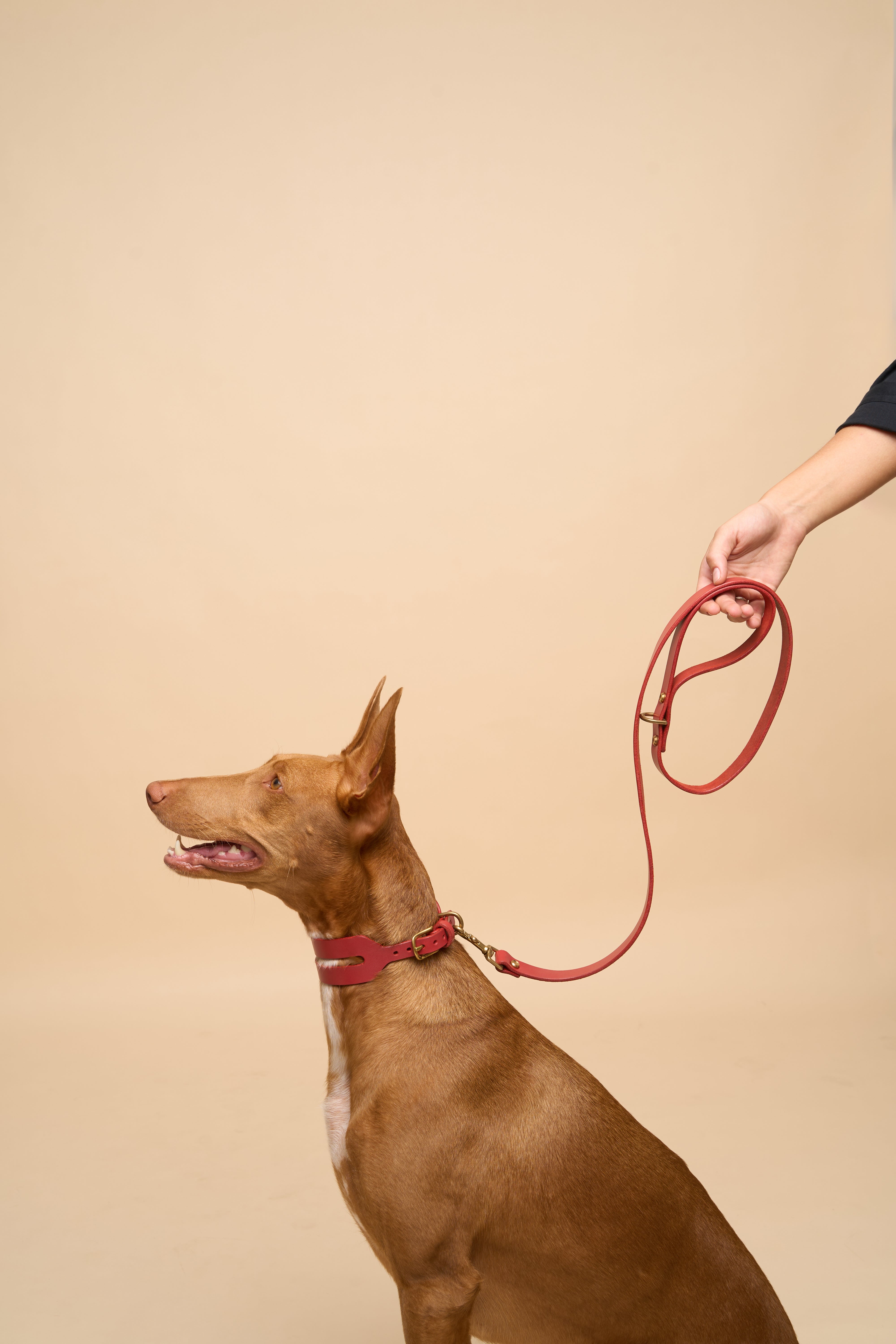 Aeris Wide Red Leather Dog Collar with matching Classic Red Leather Dog Leash, designed for large breeds with durable Italian leather for strength