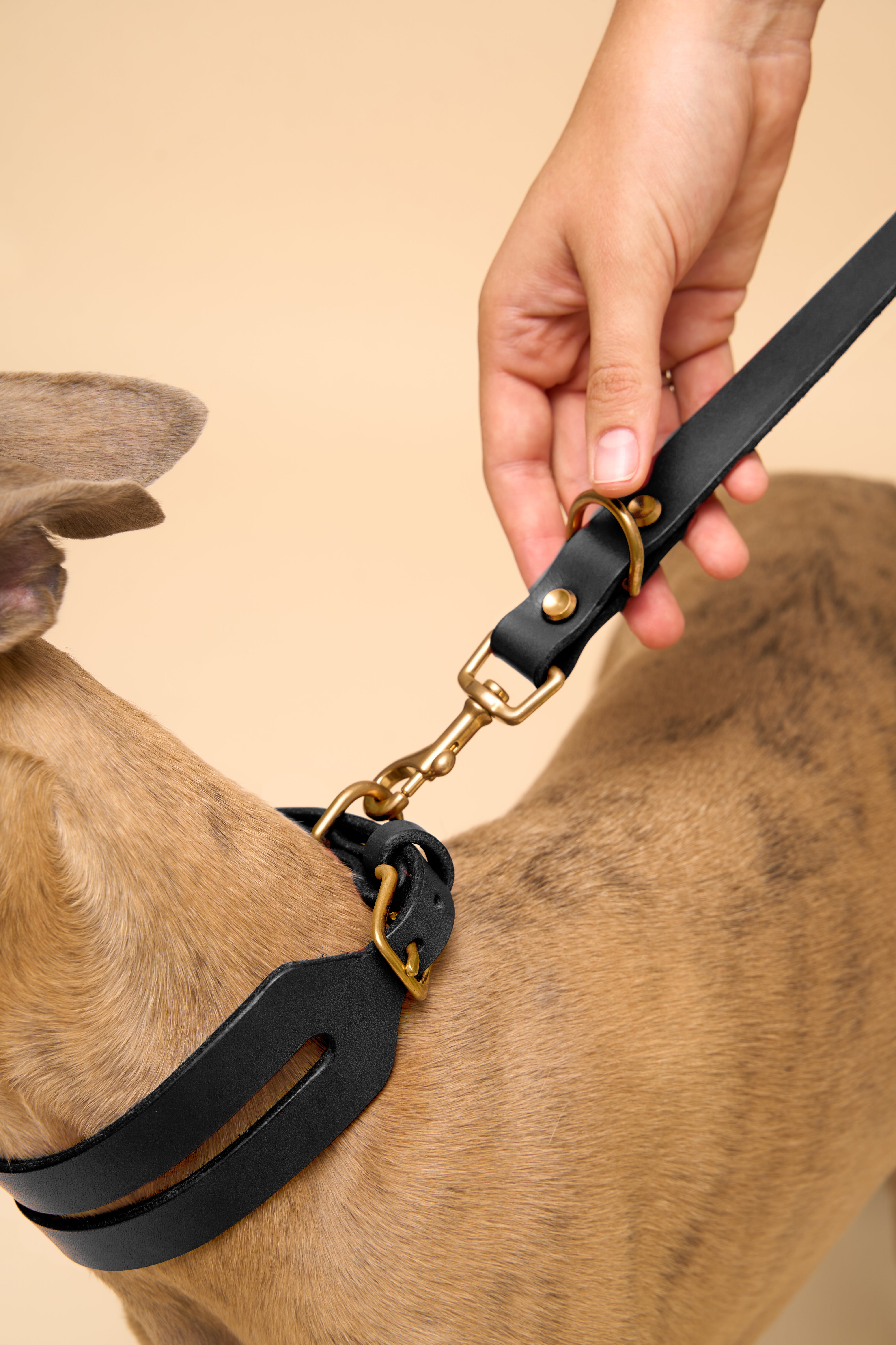 Aeris Wide Black Leather Dog Collar paired with a matching Omni Black Leather Dog Leash, made from durable Italian leather, designed for large breed dogs