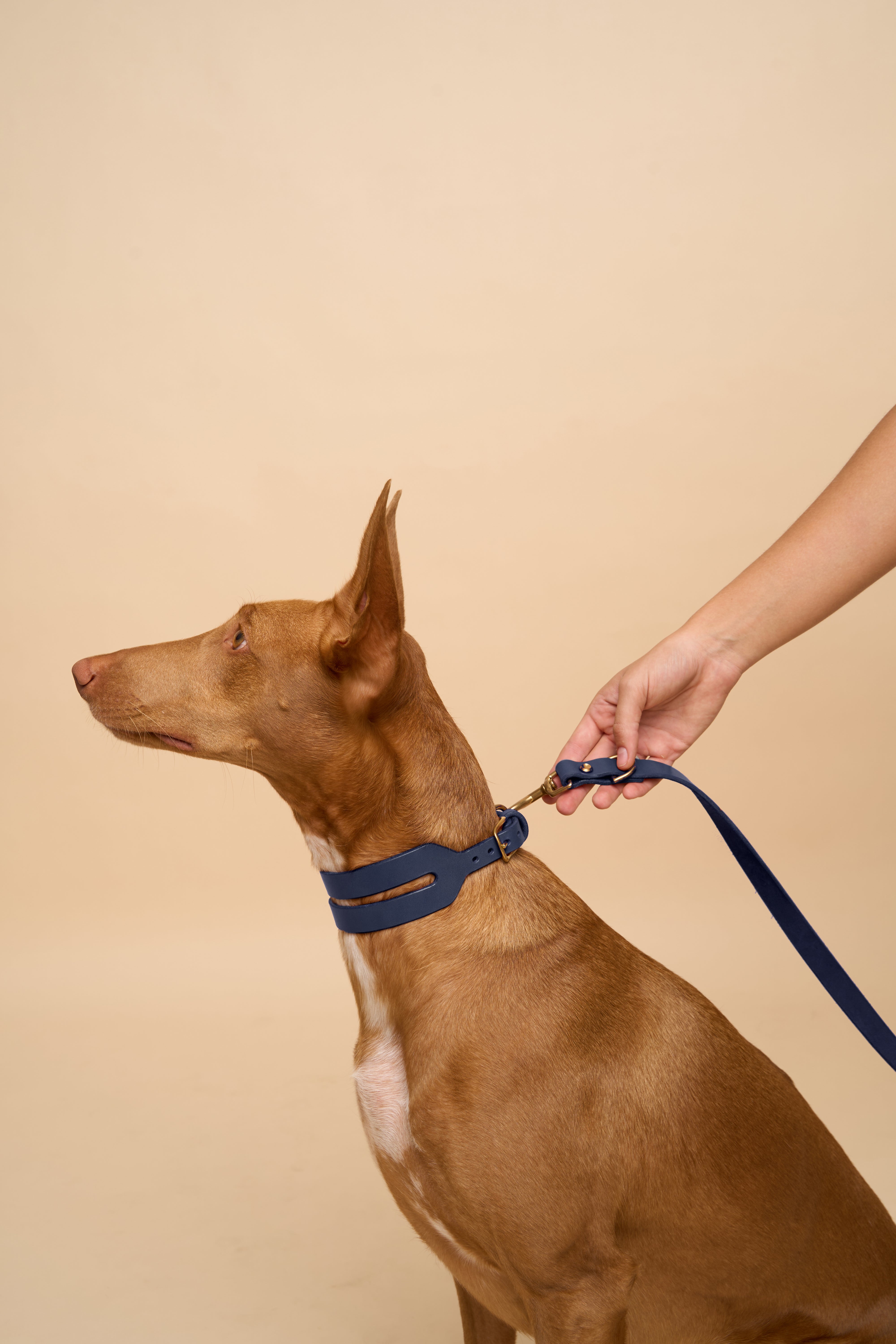 Wide Blue Aeris Dog Collar and Omni Leash, featuring high-quality Italian leather, designed to offer durability and control for big dogs