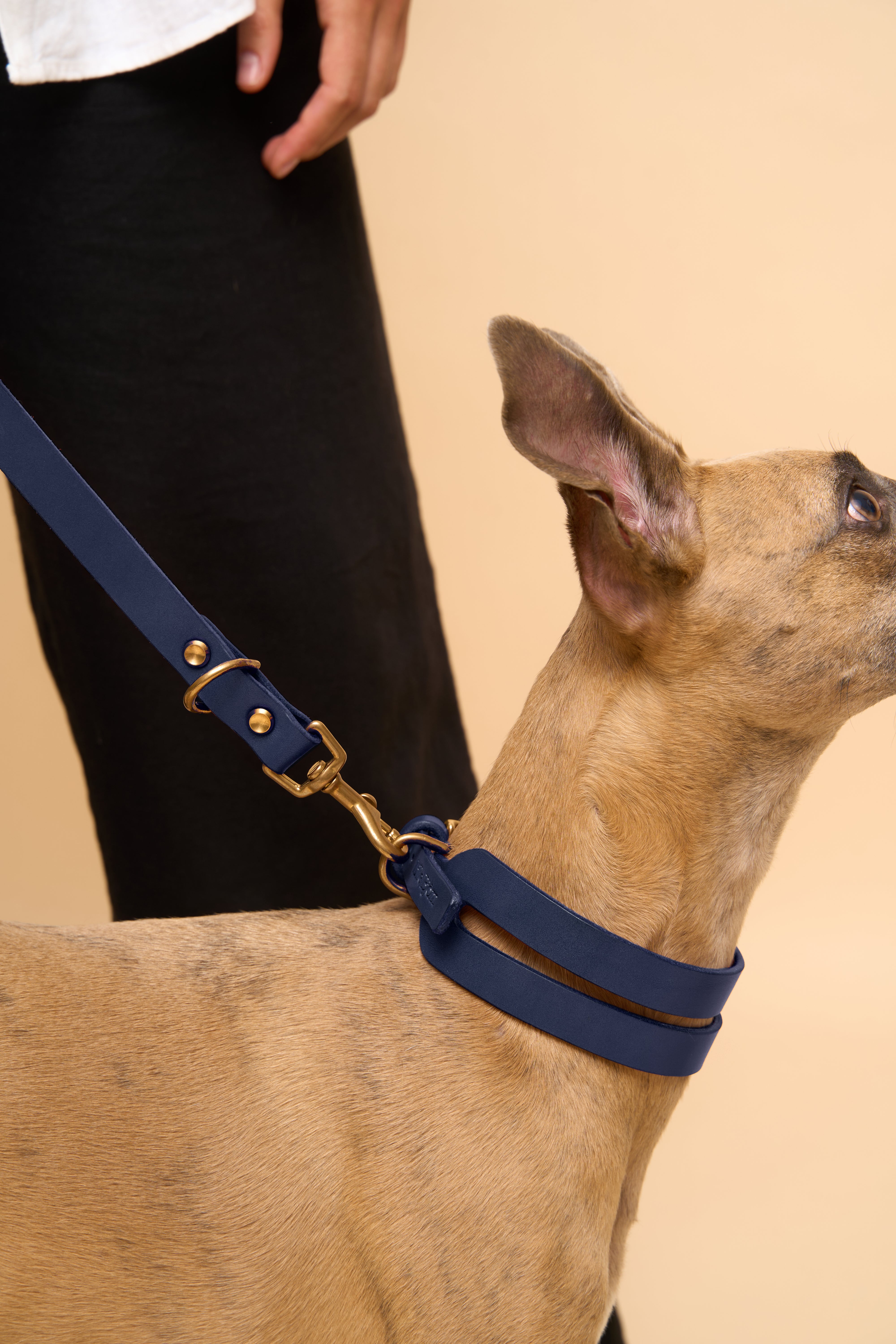 Aeris Wide Blue Leather Dog Collar and Omni Blue Leather Dog Leash combination, highlighting sturdy Italian leather, perfect for dog walks