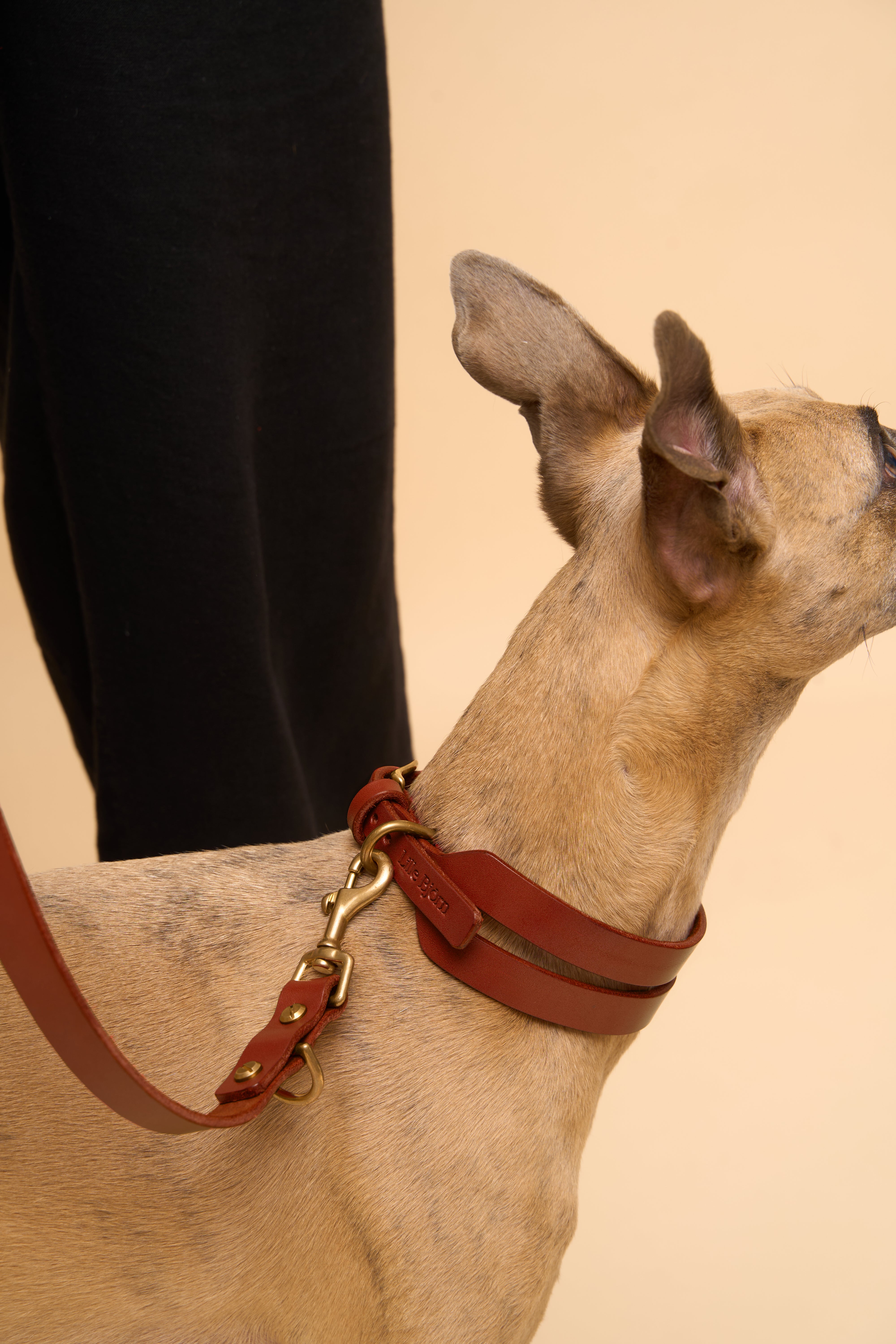 Aeris Wide Cognac Leather Dog Collar and Omni Cognac Leather Dog Leash, featuring premium leather, perfect for walking dogs in style