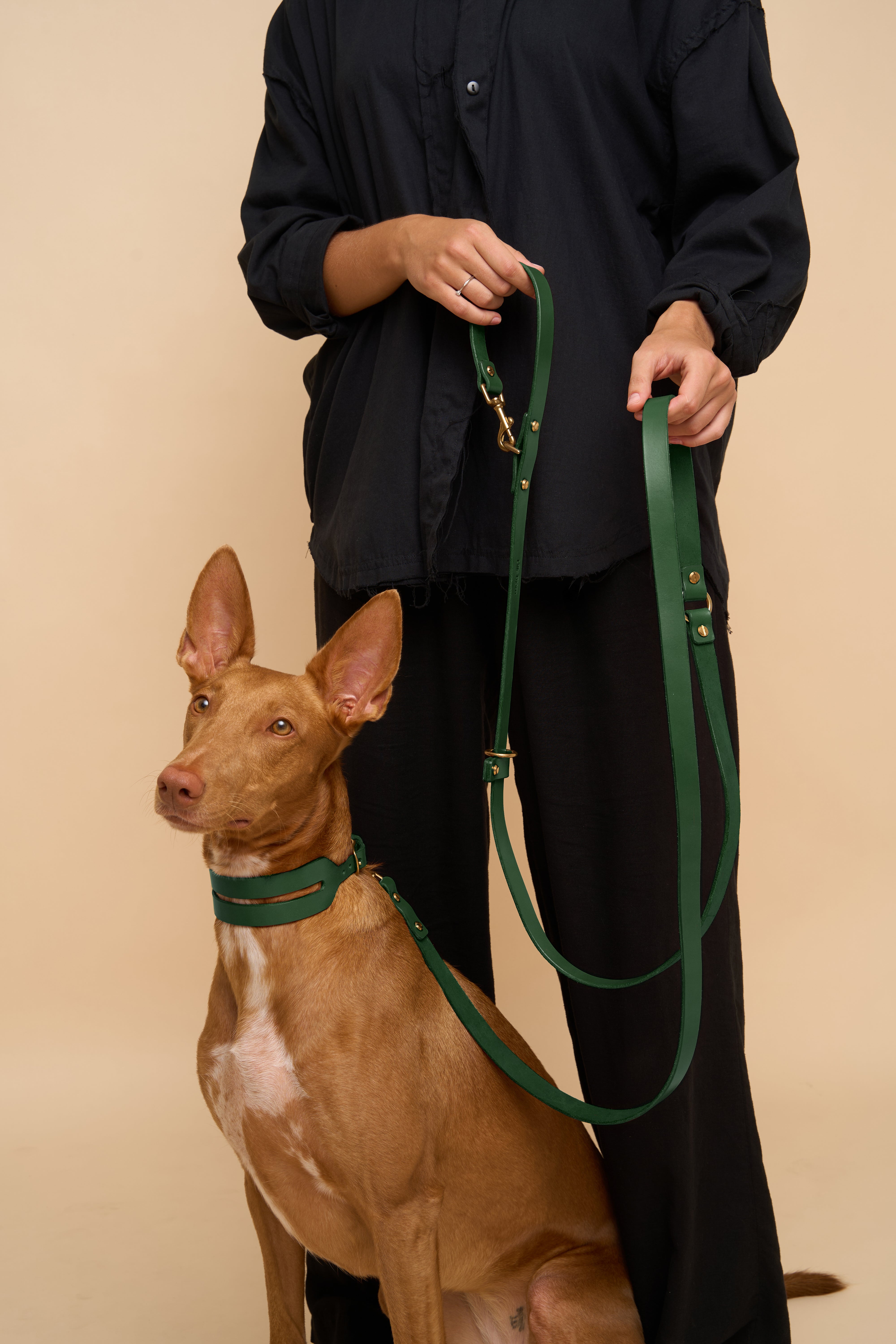 Aeris Wide Collar & Omni Leash & Vero Harness in Green