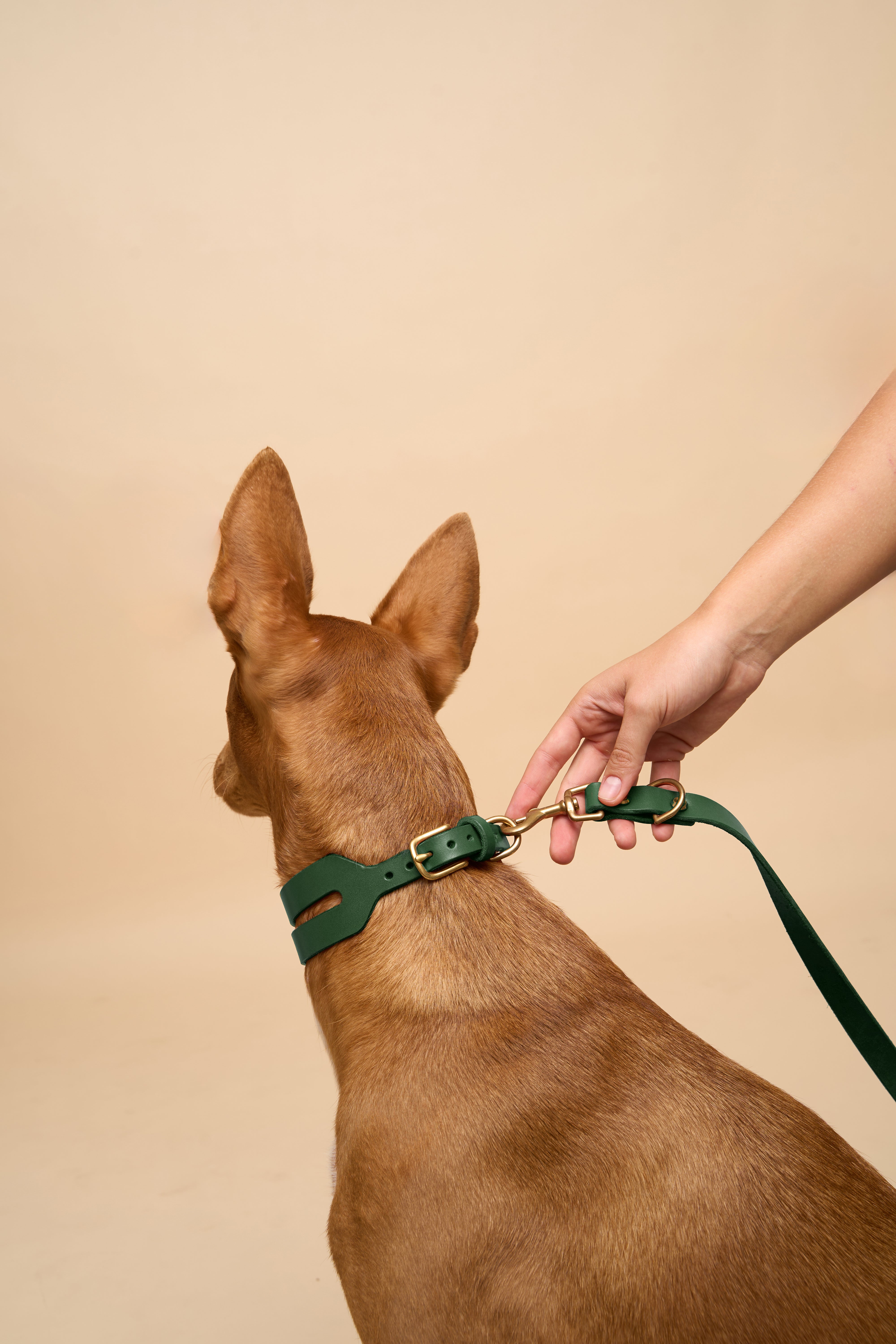 Aeris Wide Green Leather Dog Collar with Omni Green Leather Dog Leash, crafted from premium Italian leather, offering a secure walking solution for all dogs.