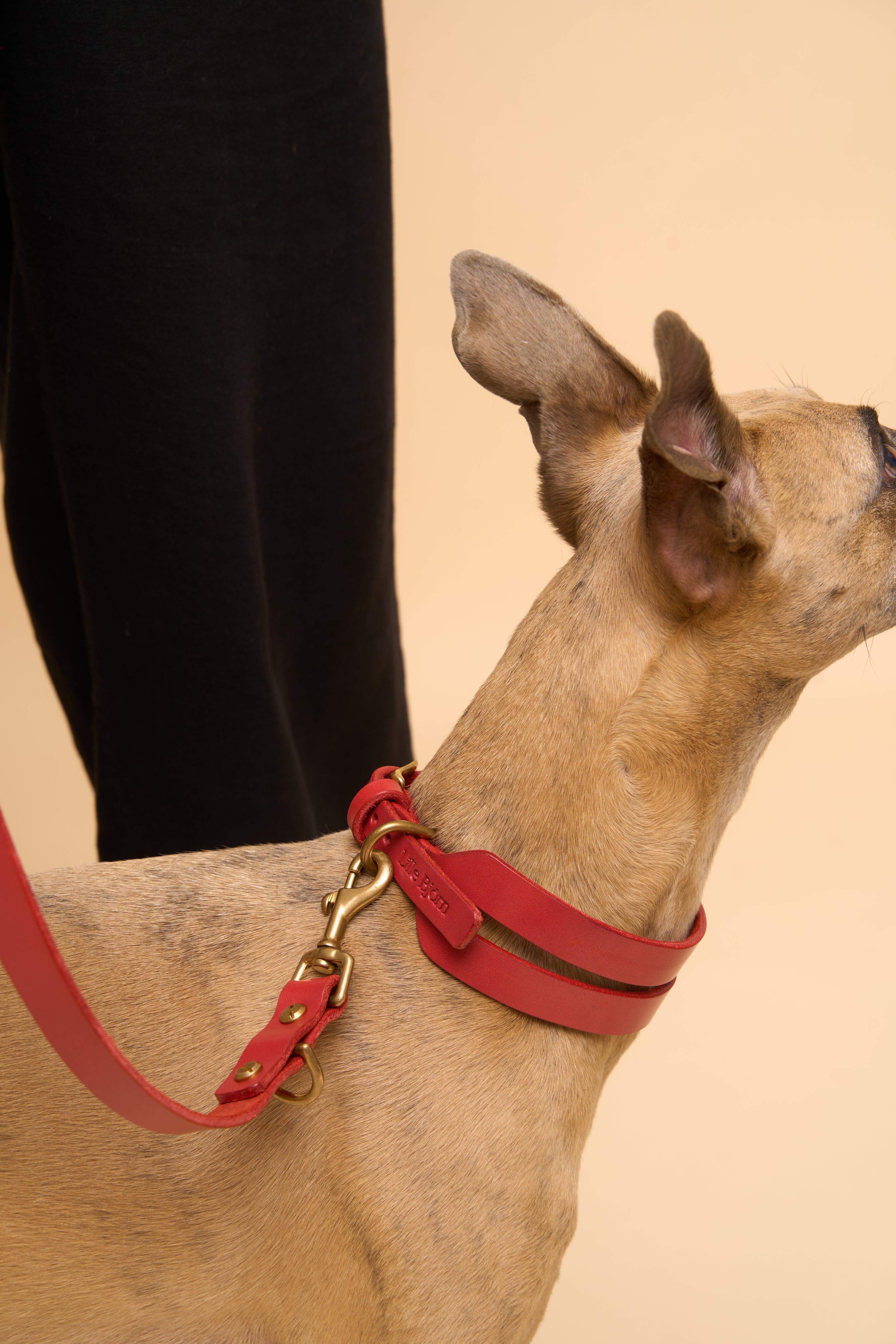 Aeris Wide Red Leather Dog Collar with matching Omni Red Leather Dog Leash, designed for all breeds with durable Italian leather for strength