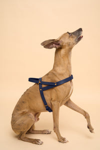 Vero Classic Collar & Omni Leash & Vero Harness in Blue
