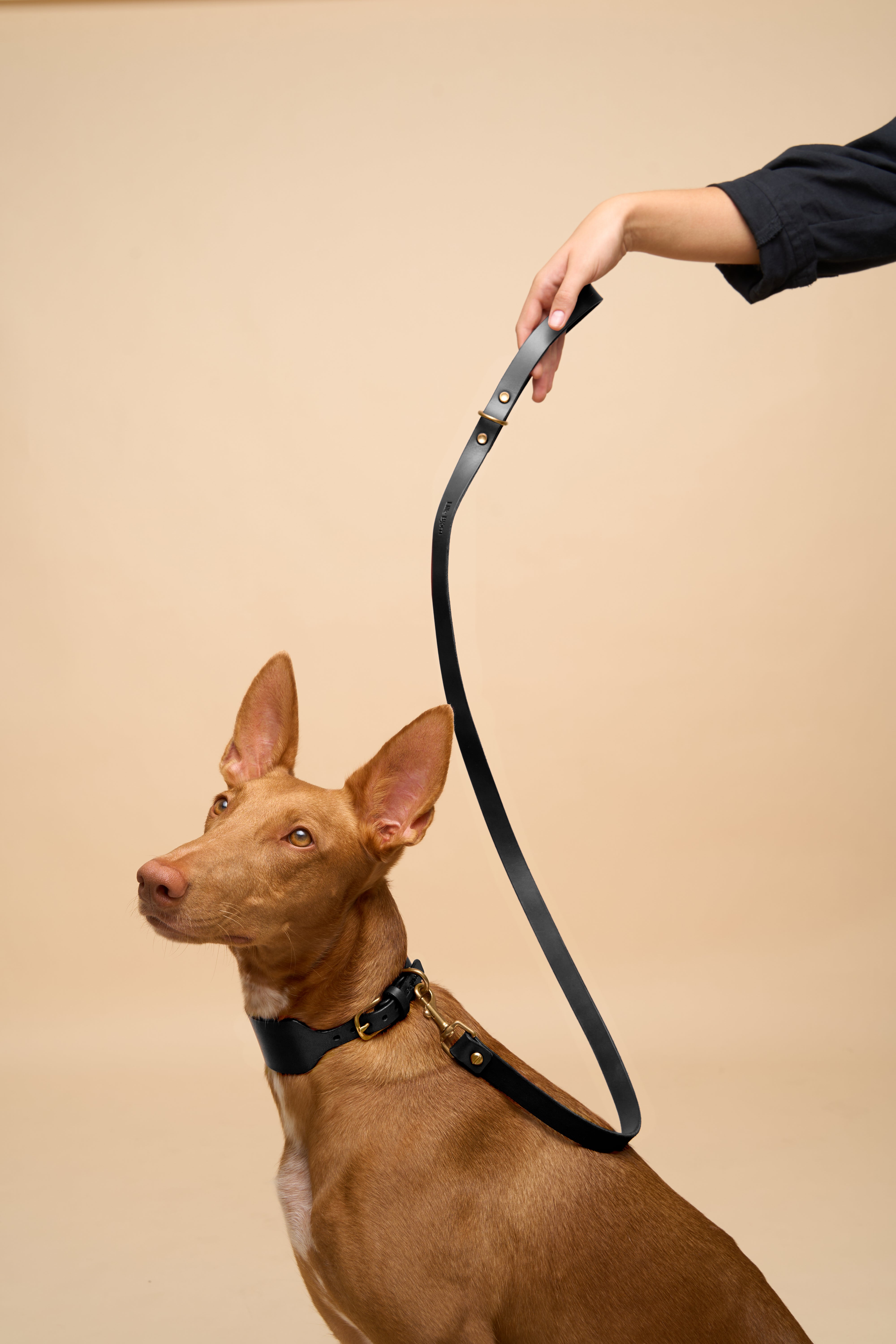 Classic Black Leather Dog Leash worn by dog with matching Vero Wide Black Leather Dog Collar, made from Italian leather and brass hardware