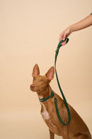 Classic Green Leather Dog Leash on dog, paired with Aeris Classic Green Leather Dog Collar, made from premium Italian leather with brass hardware