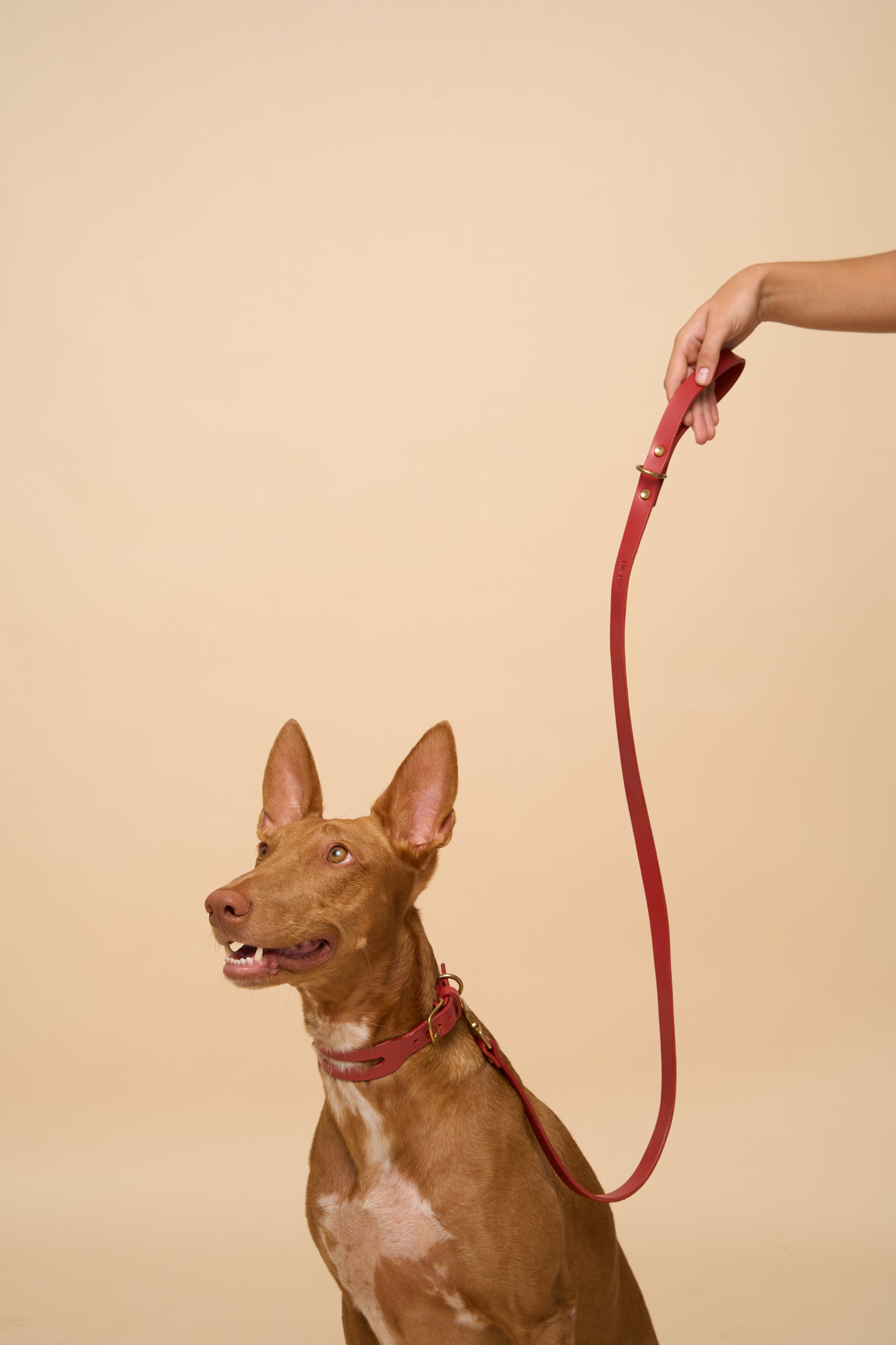 Classic Red Leather Dog Leash on dog, paired with Aeris Classic Red Leather Dog Collar, crafted from premium Italian leather with brass hardware