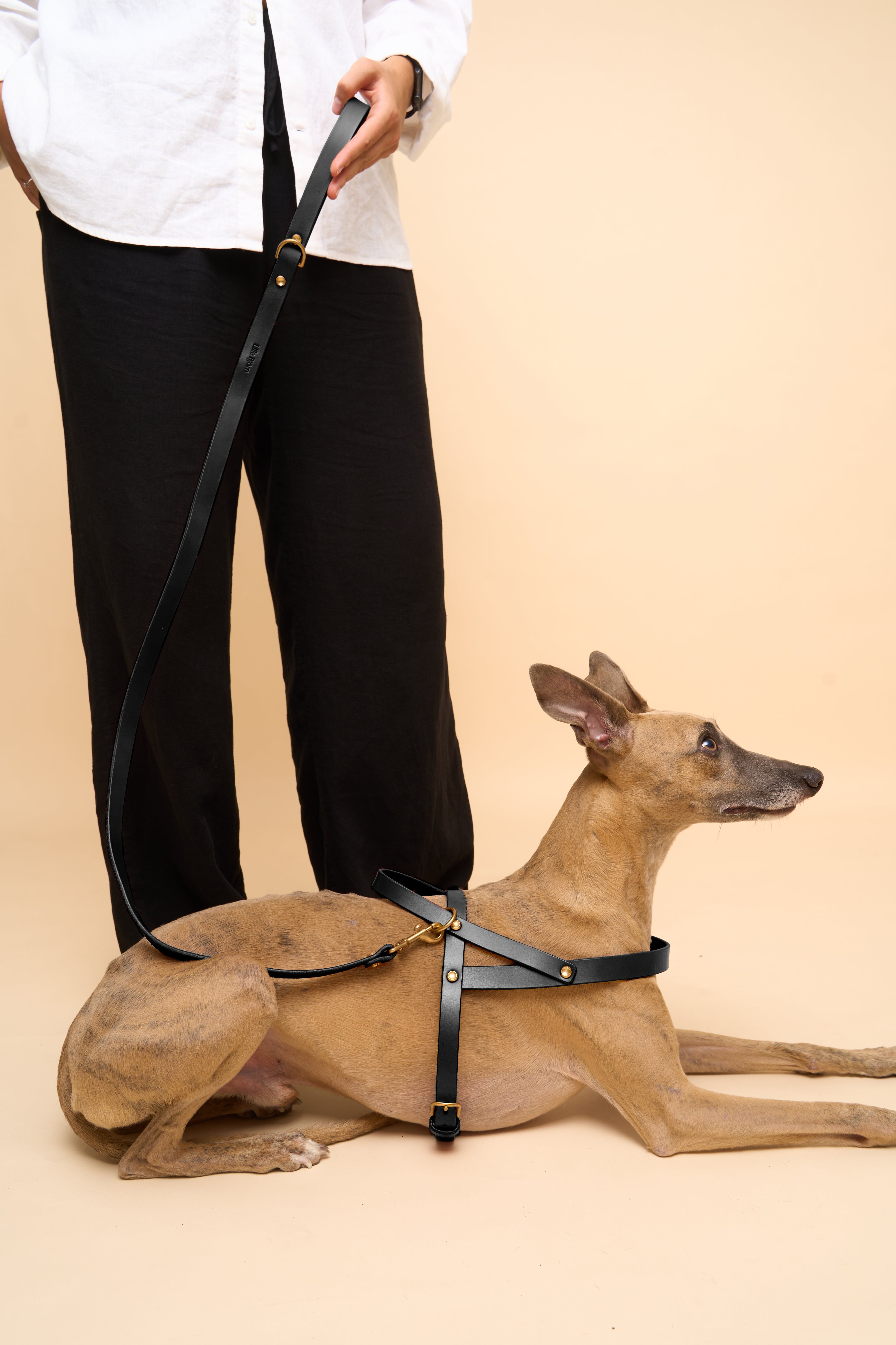 Vero Classic Collar & Leash & Harness in Black