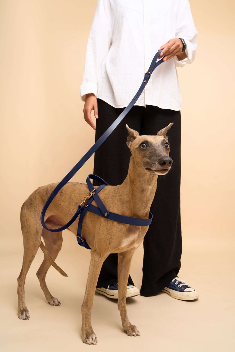 Blue Leather Dog Harness and Leash Set - Vero