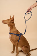 Classic Blue Leather Dog Leash on dog with Vero Blue Leather Dog Harness, featuring Italian leather and durable brass hardware