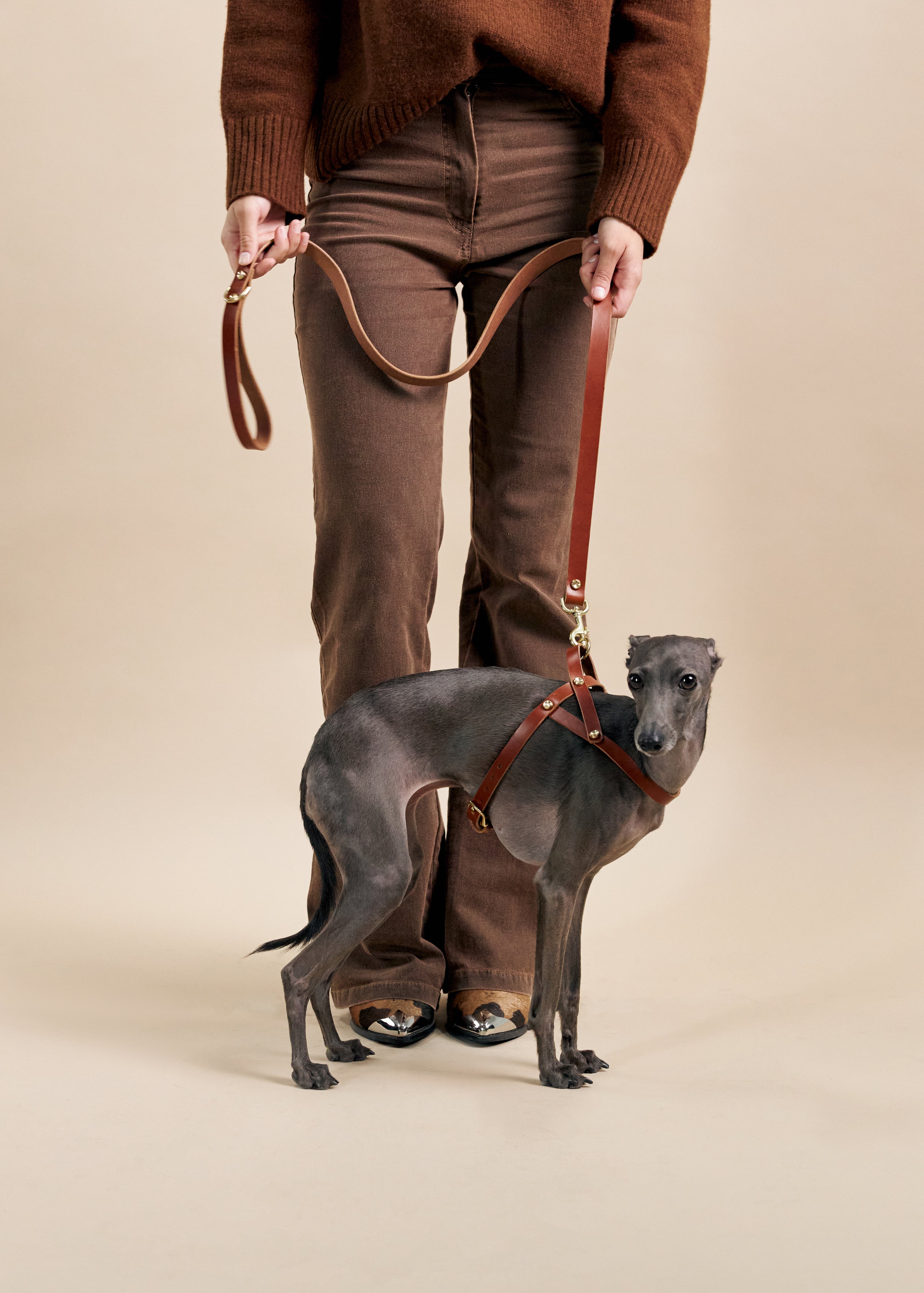 Vero Brown Leather Dog Harness on dog, shown with Classic Cognac Leather Dog Leash, crafted from high-quality Italian leather with brass hardware