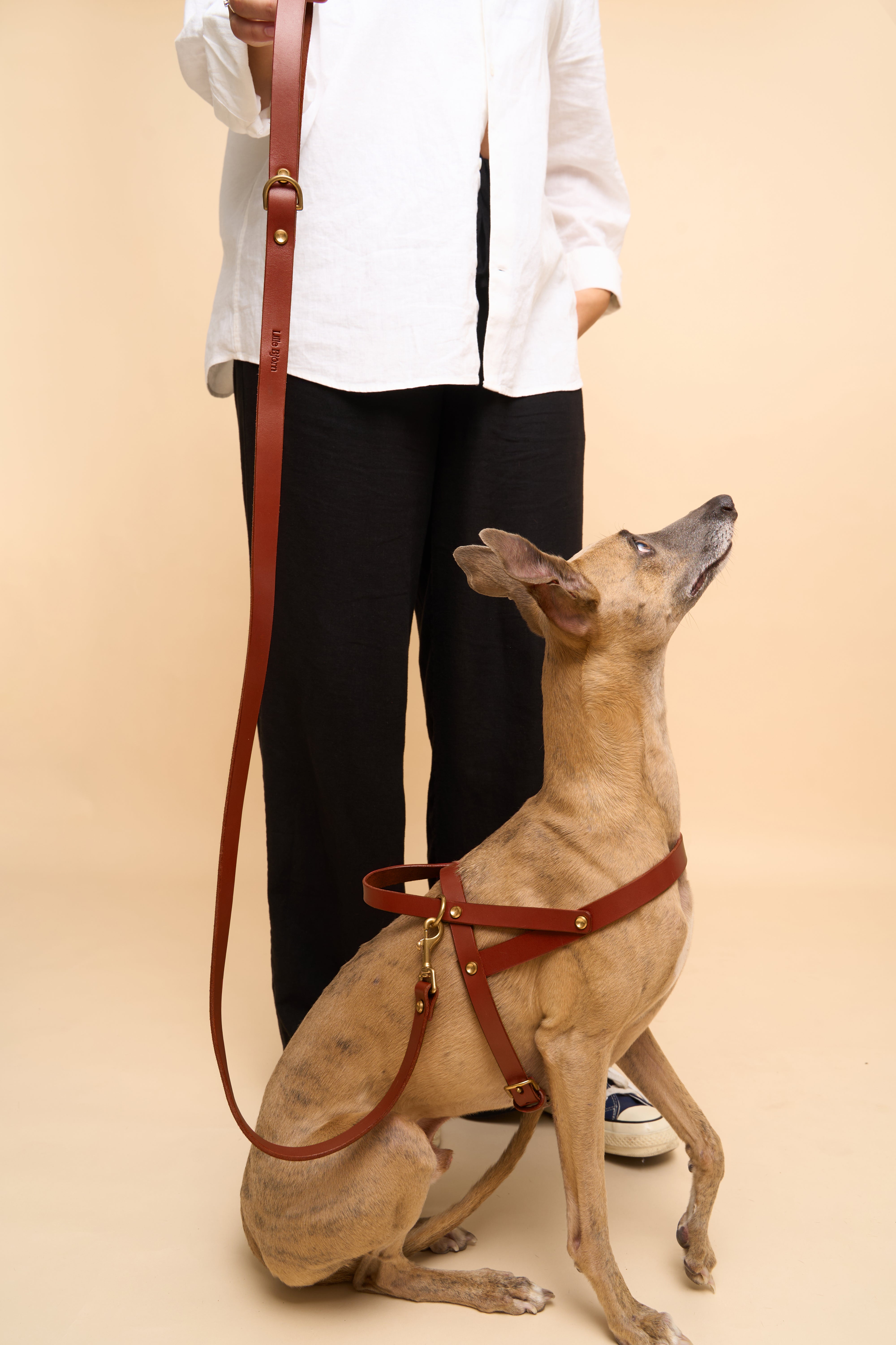 Vero Wide Collar & Classic Leash & Vero Harness in Brown