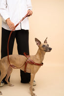 Classic Cognac Leather Dog Leash on dog, shown with Vero Cognac Leather Dog Harness, crafted from high-quality Italian leather with brass hardware