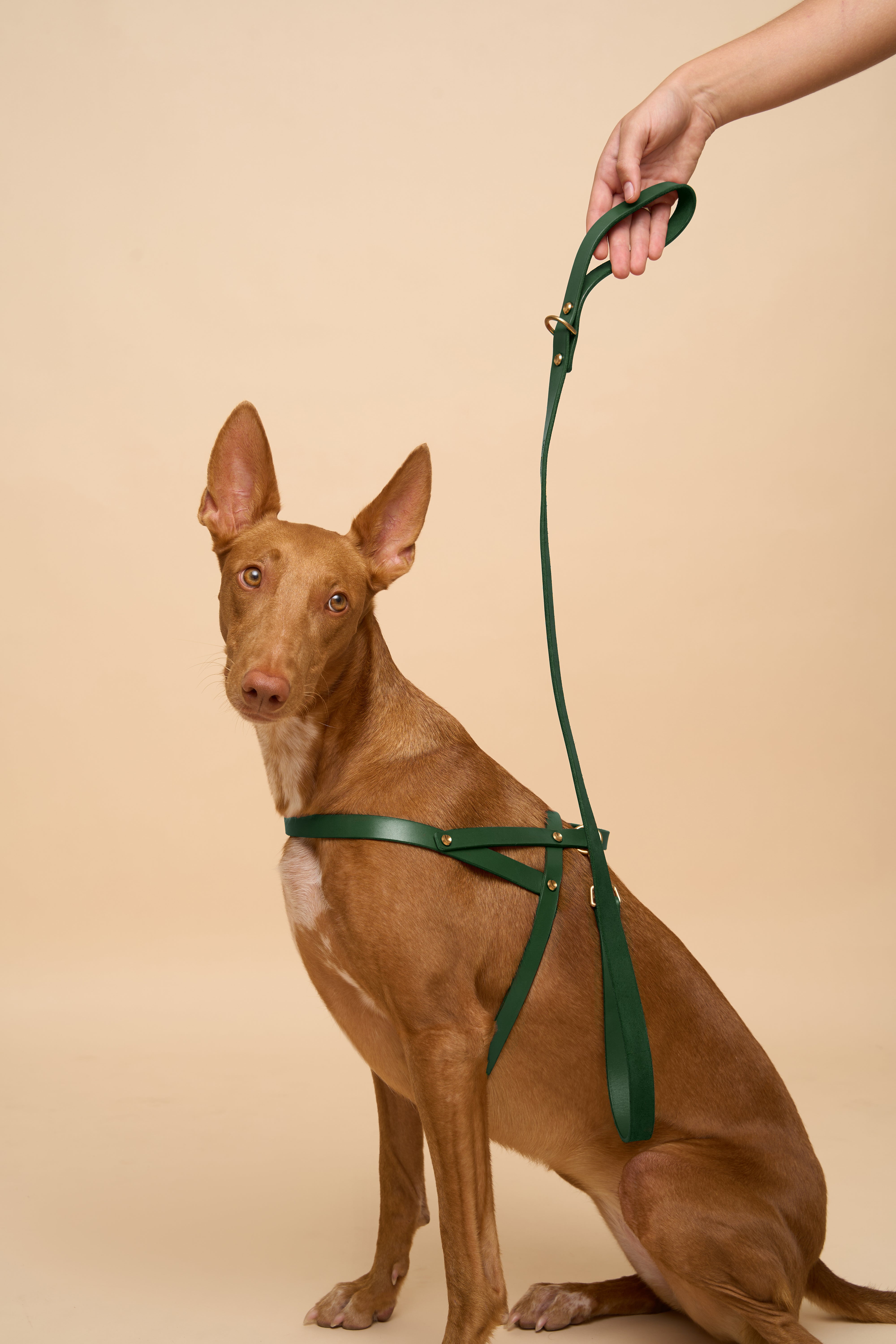 Classic Green Leather Dog Leash on dog, paired with Vero Green Leather Dog Harness, featuring Italian leather craftsmanship and brass hardware