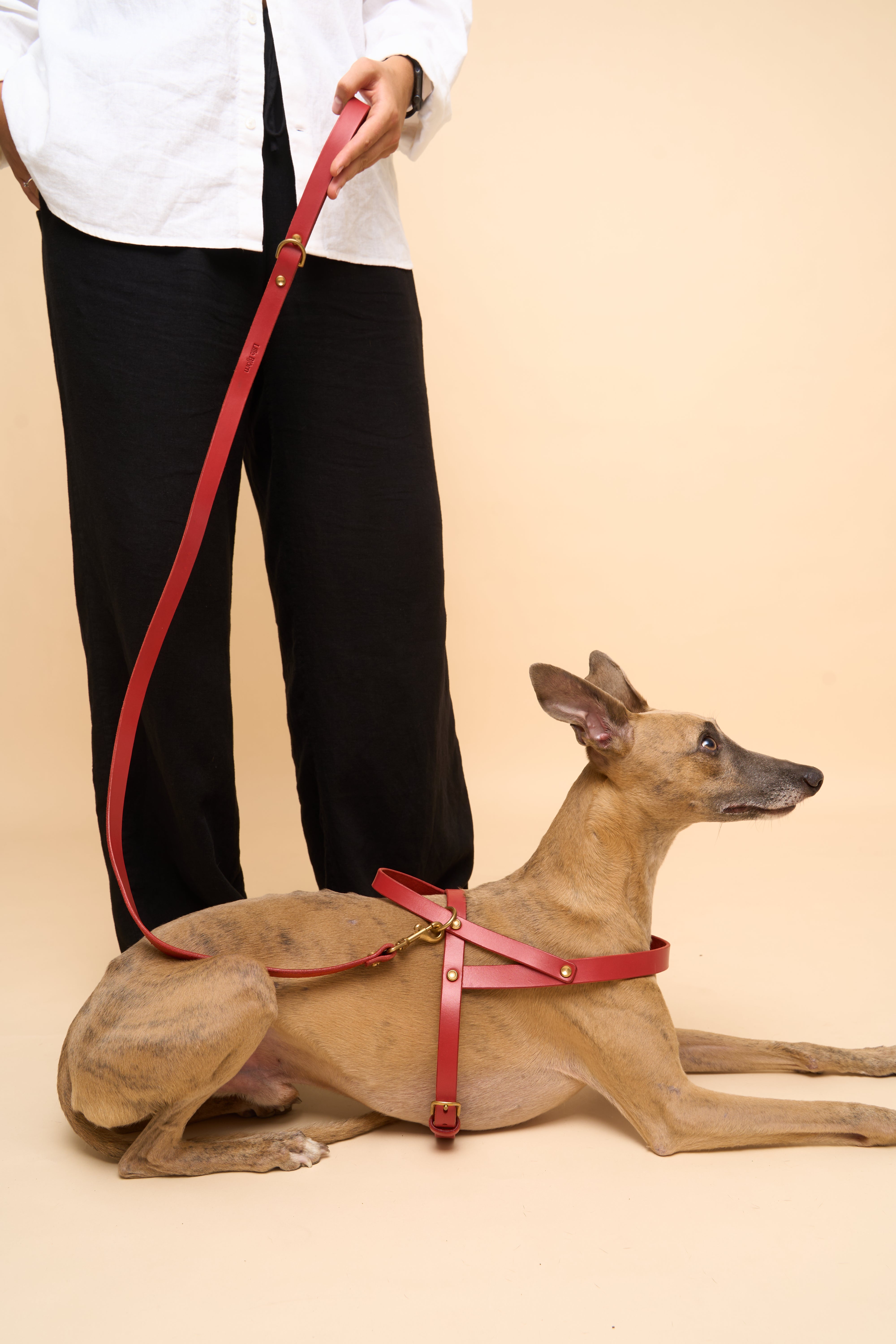 Vero Wide Collar & Classic Leash & Vero Harness in Red