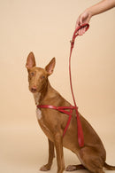 Classic Red Leather Dog Leash on dog, paired with matching Vero Red Leather Dog Harness, crafted from premium Italian leather and brass hardware