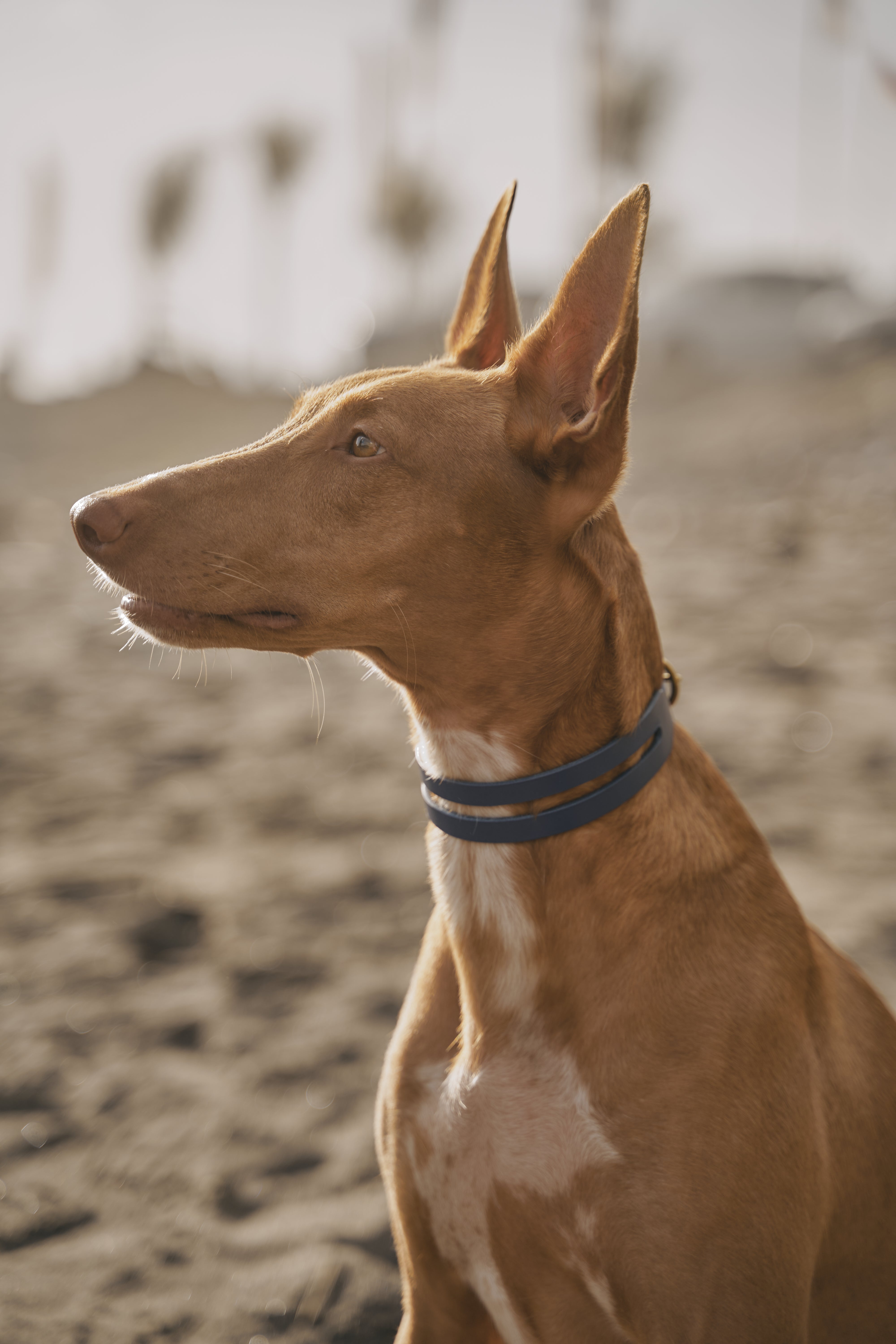 leather-dog-collar-about-us-page-image.jpg