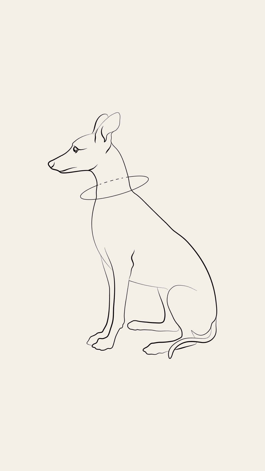 leather-dog-collar-size-guide.png