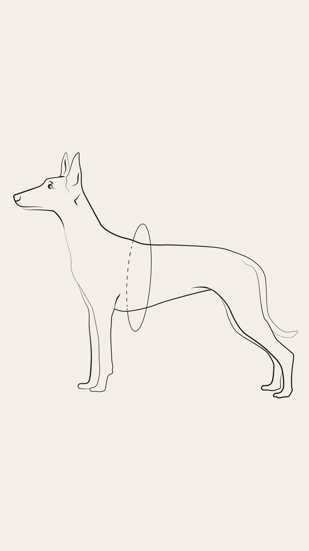 leather-dog-harness-size-guide.png