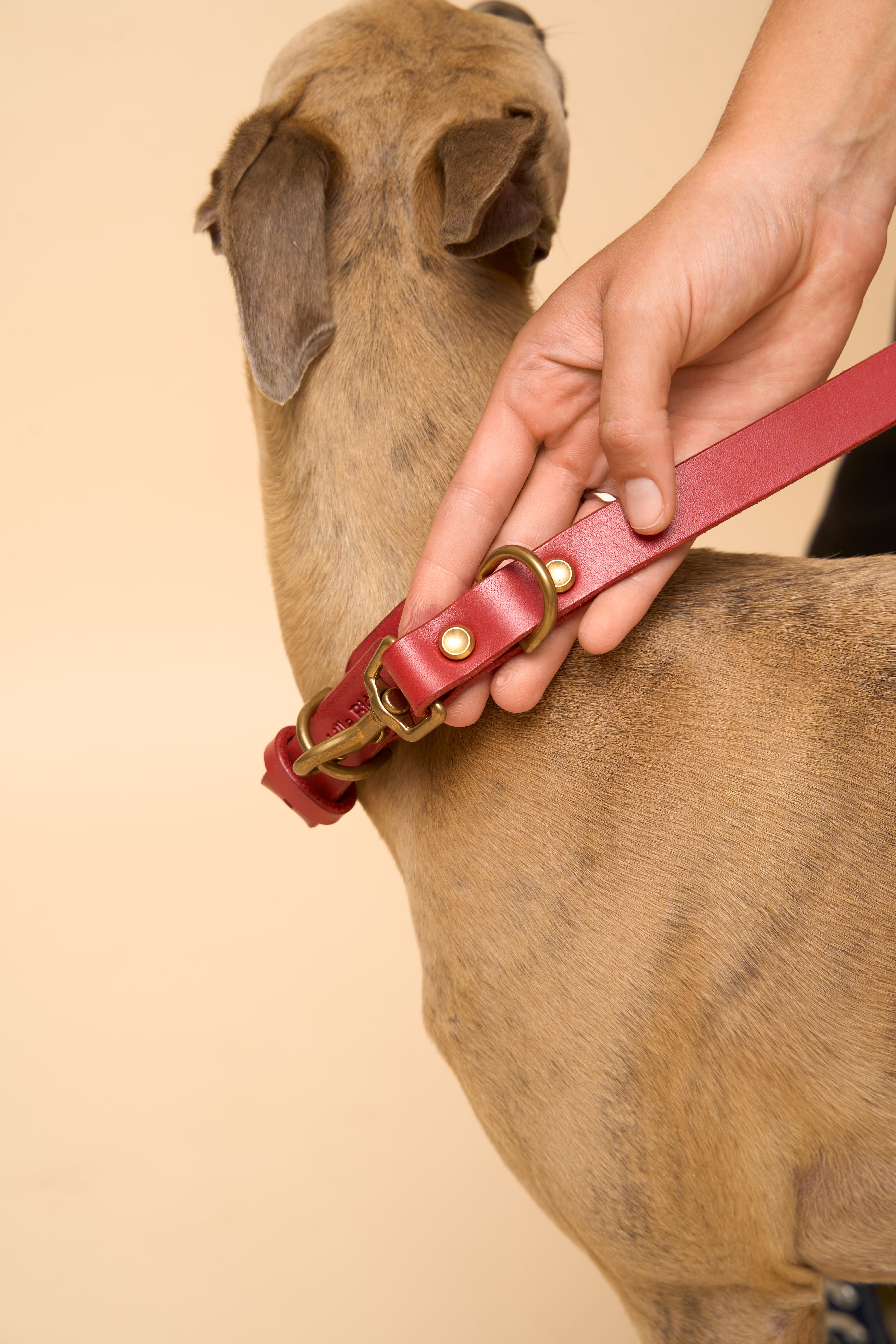 Close-up detail of Omni Red Leather Dog Leash, designed for hands-free wear with secure brass hardware