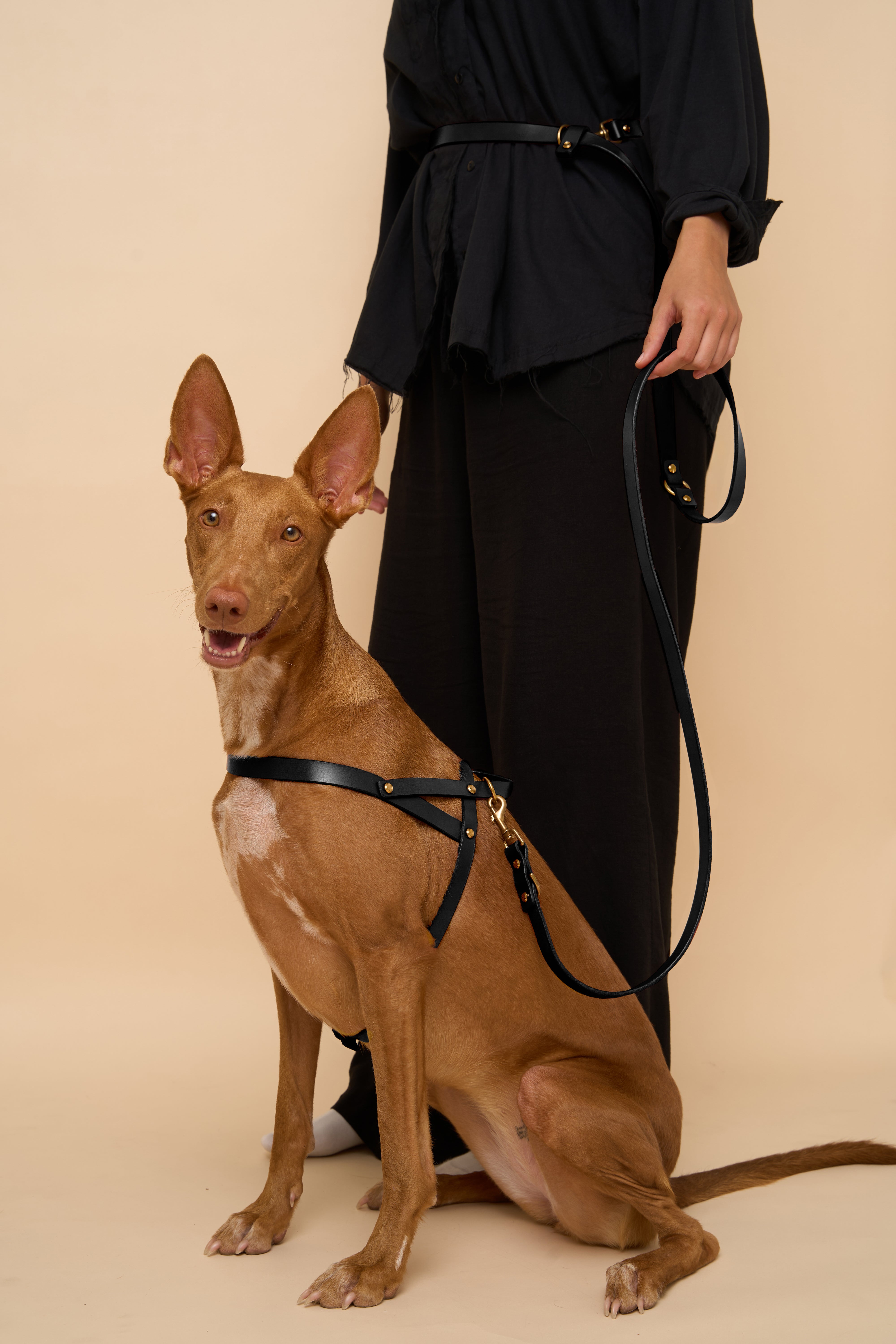 Vero Black Harness and Omni Black Hands-Free Dog Leash set, combining durable leather and hands-free control for stylish dog walks