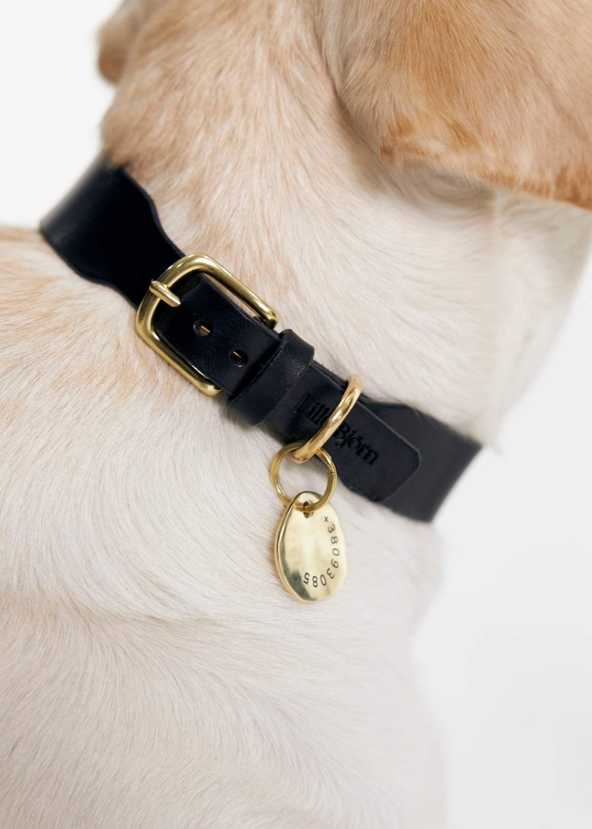 Pebble Brass Dog Nametag 