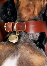 Pebble name tag on dog