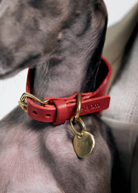 Pebble nametag on dog photo