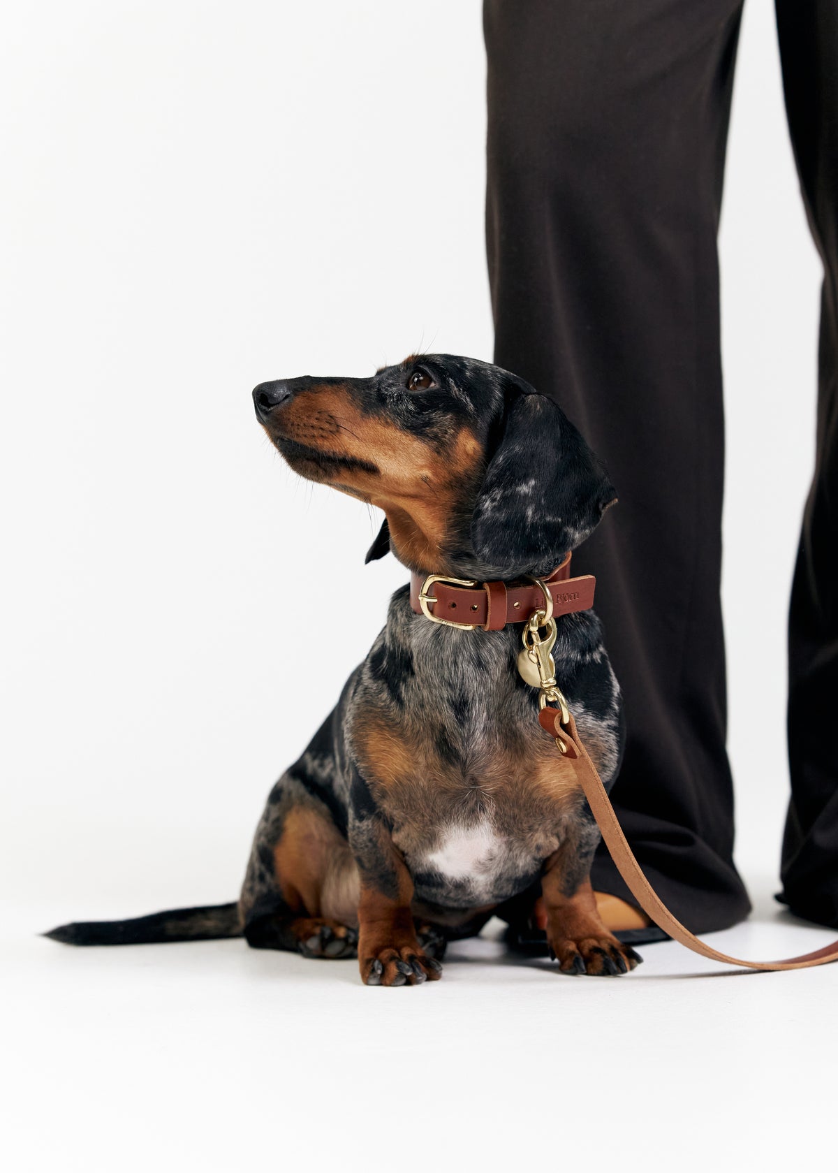Pebble name tag on dog photo