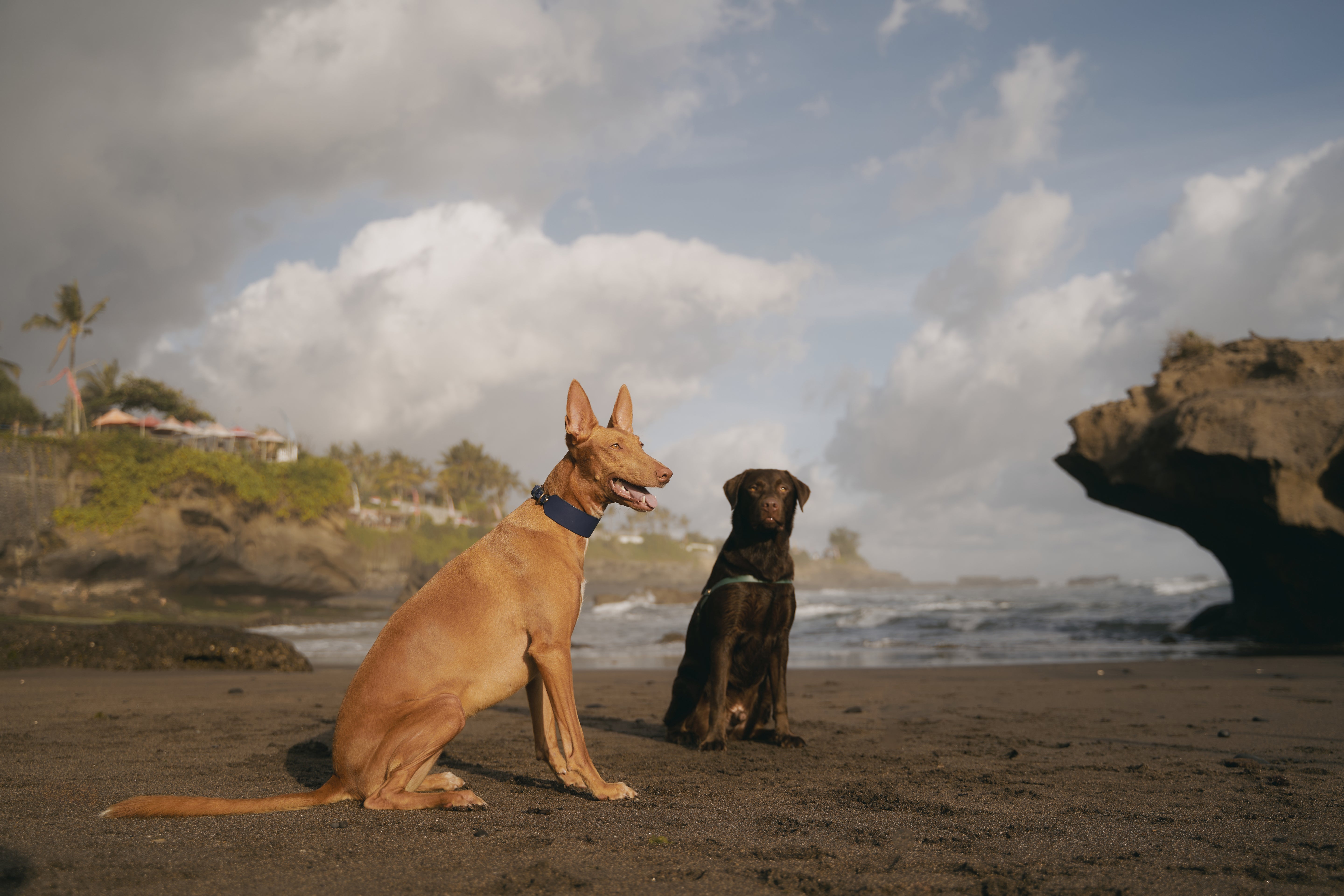 red-leather-dog-collar-and-harness-about-us-page-main-image.jpg