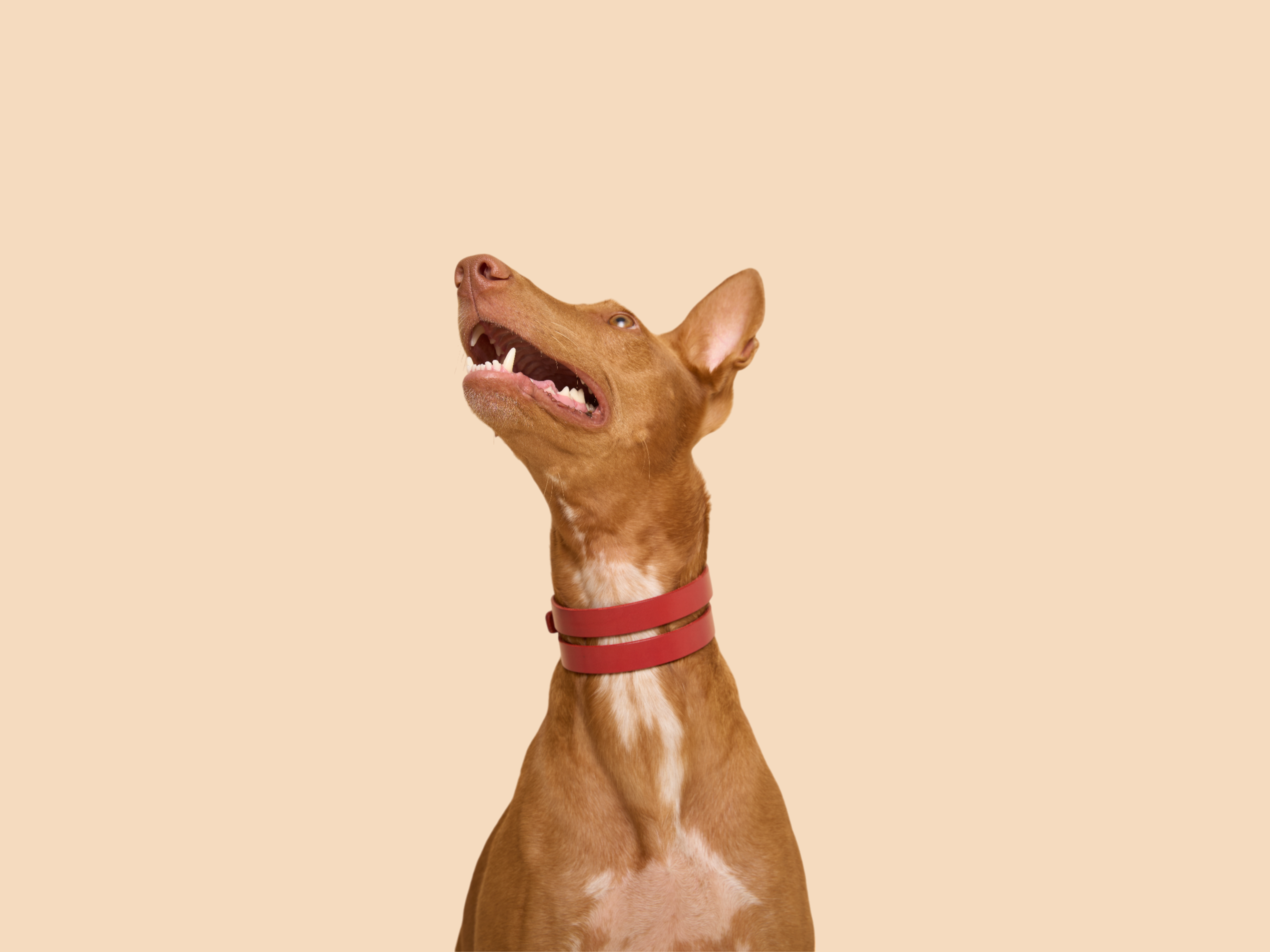 red-leather-dog-collar-hero-section-desktop.png