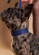 Vero Wide Leather Dog Collar in blue