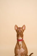 Front view of Vero Classic Red Leather Dog Collar with name embossing, featuring premium Italian leather and strong hardware