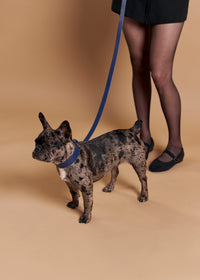 Vero Classic Dog collar paired with Classic leash in blue