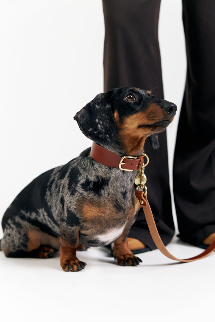 Brown Leather Dog Collar and Hands-Free Leash Set - Vero Classic