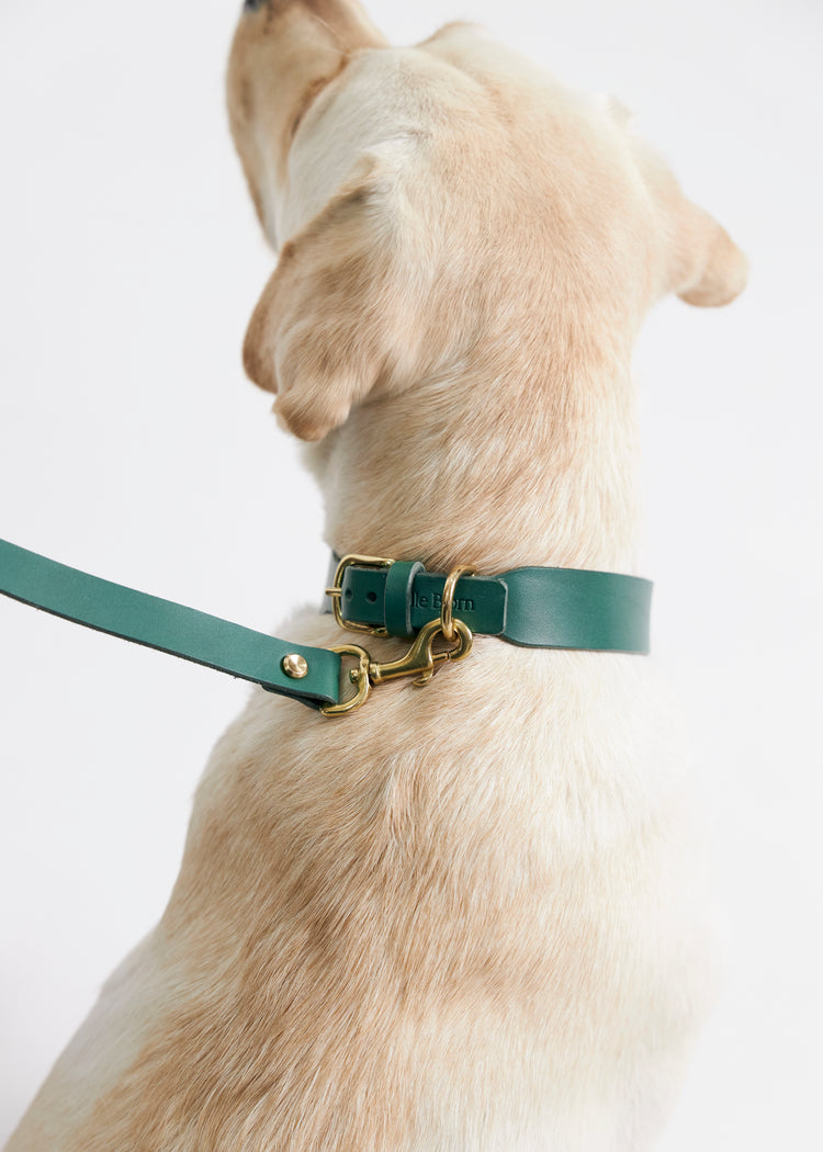 Green Leather Dog Collar and Hands-Free Leash Set - Vero Classic