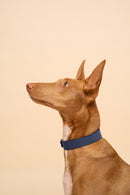 Right side view of Vero Classic Blue Leather Dog Collar on dog, featuring Italian leather, designed for style and durability