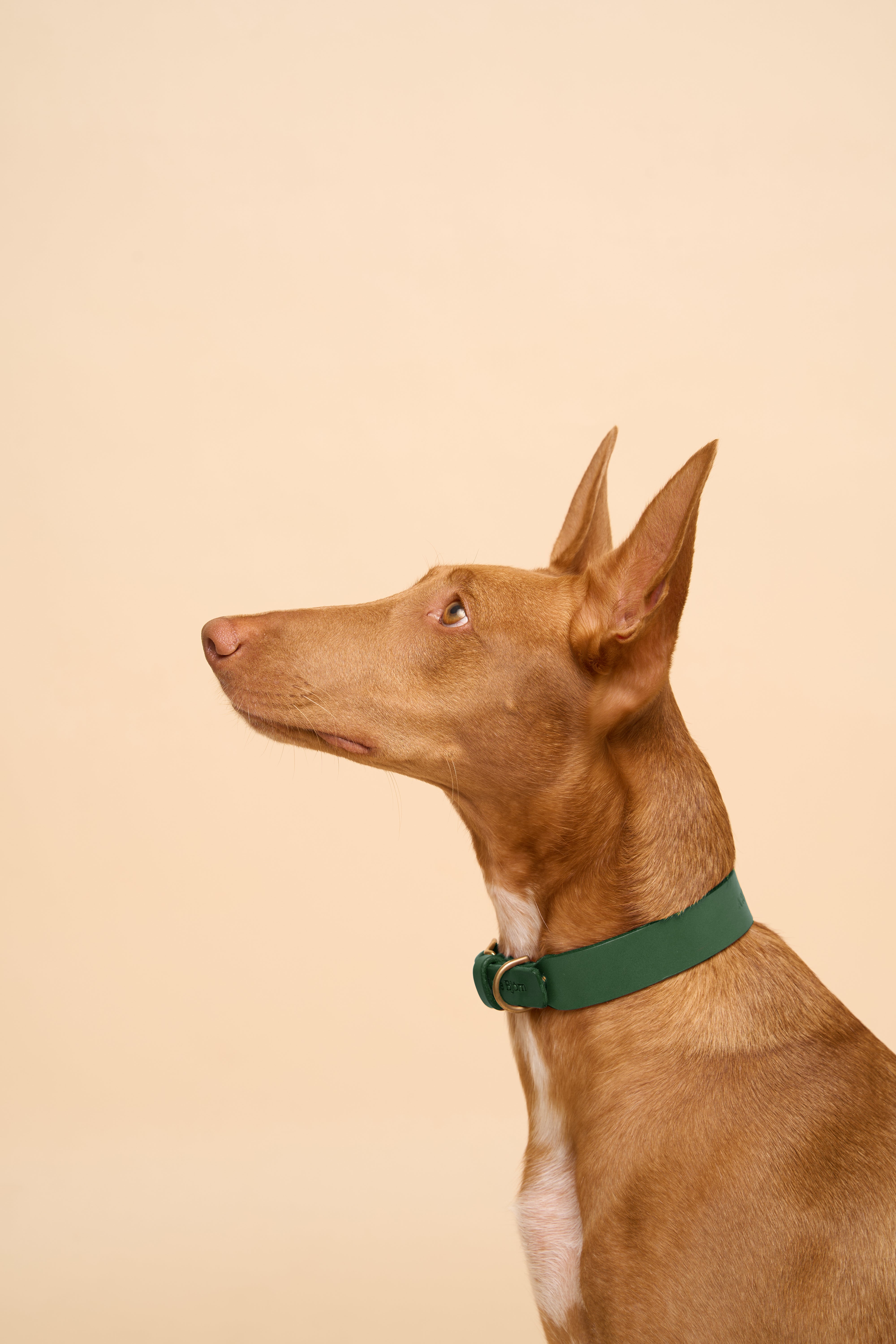 Right side view of Vero Classic Green Leather Dog Collar on dog, designed with durable Italian leather for a sleek look