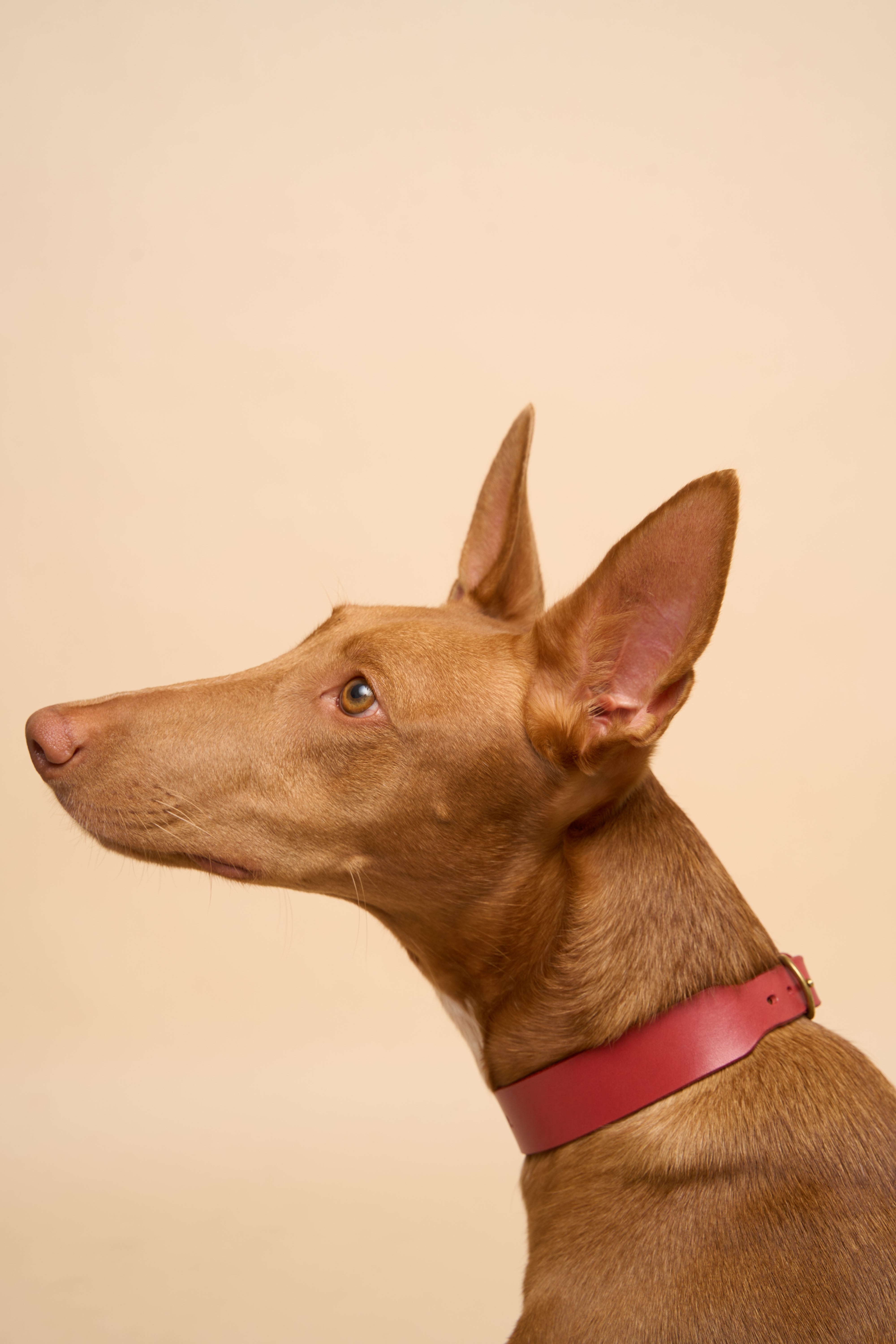 Right side view of Vero Classic Red Leather Dog Collar on dog, showcasing premium craftsmanship for fashionable dogs